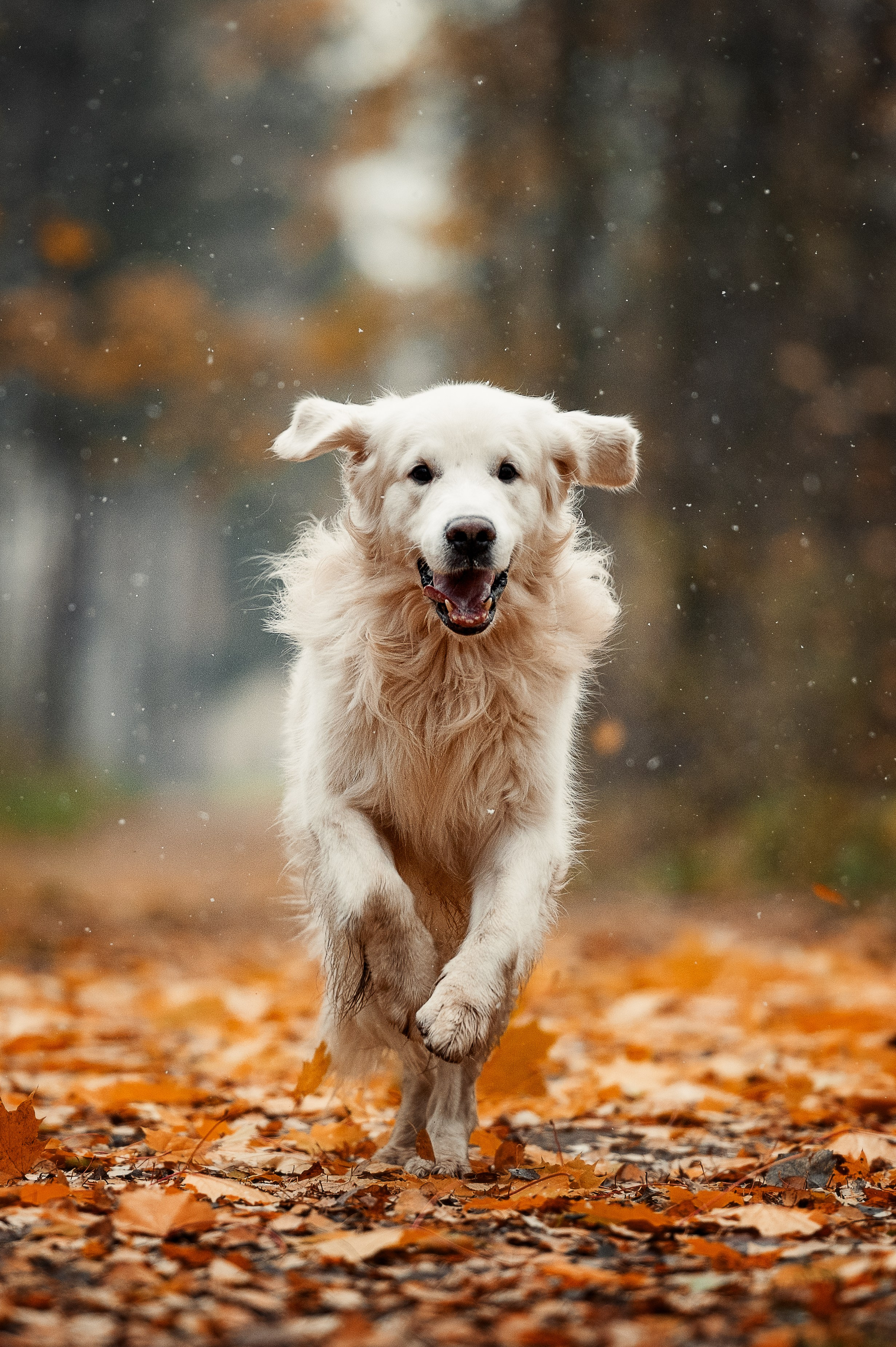 Айс и золотая осень. Фотограф-анималист