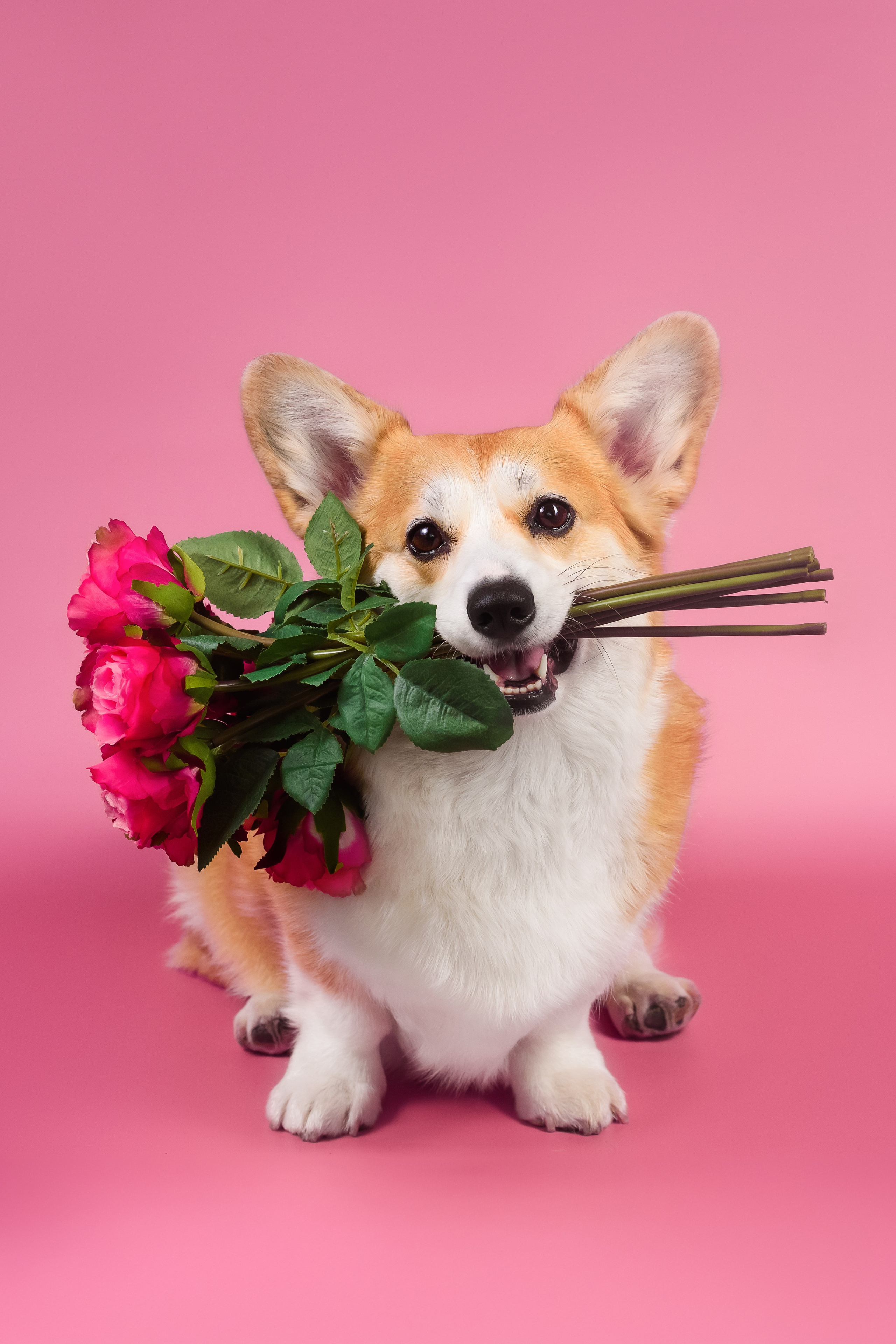 Лея на однотонном фоне. Фотограф — Анималист | Анна Абрамова