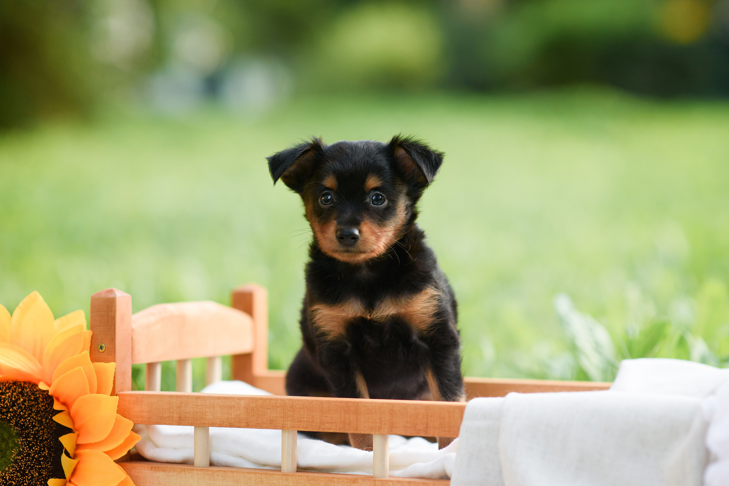 Щенки Пражских крысариков — 03.08.2024. Фотограф — Анималист | Анна Абрамова