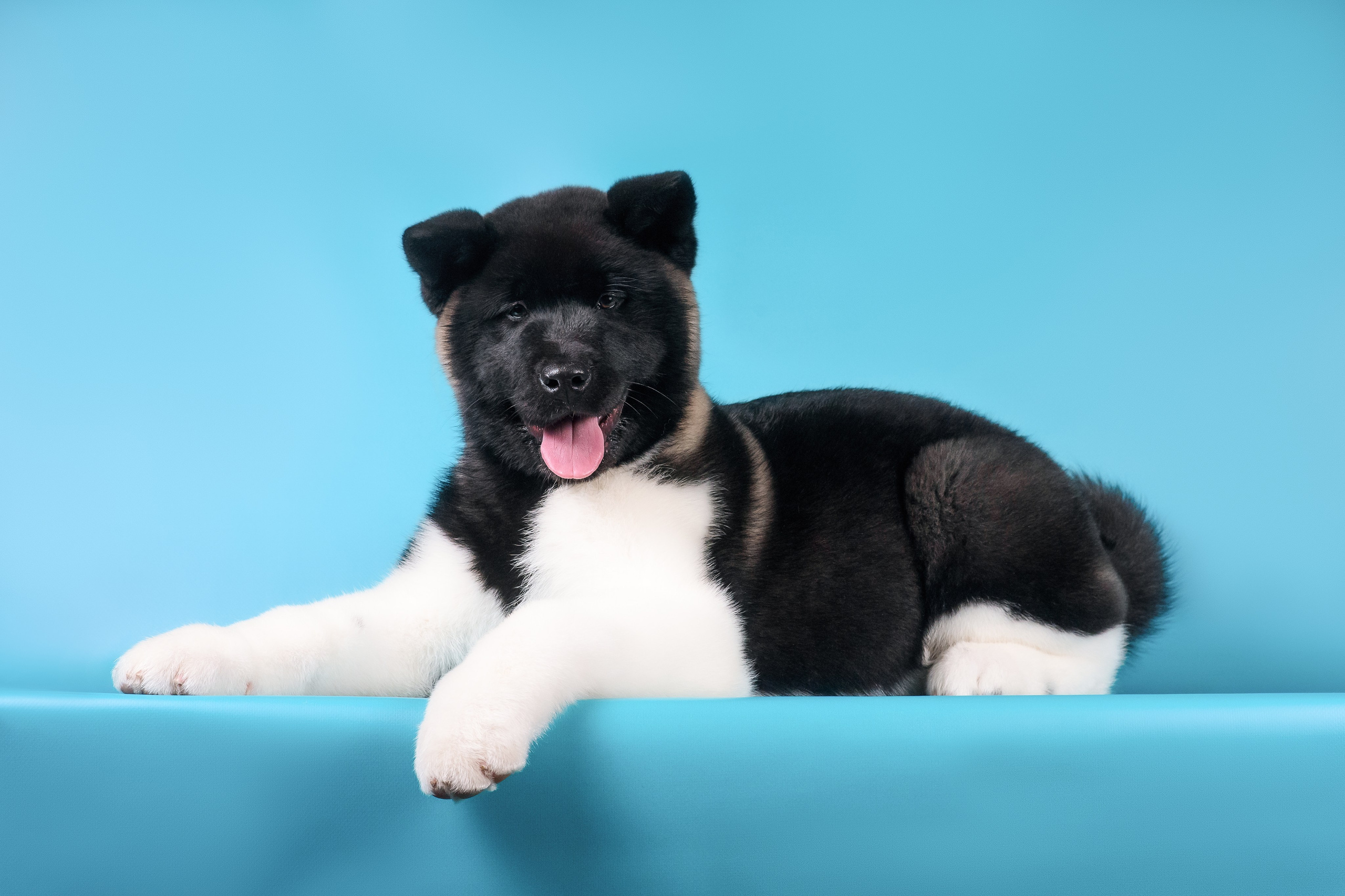 Илон и Оскар — 17.01.2025. Фотограф — Анималист | Анна Абрамова