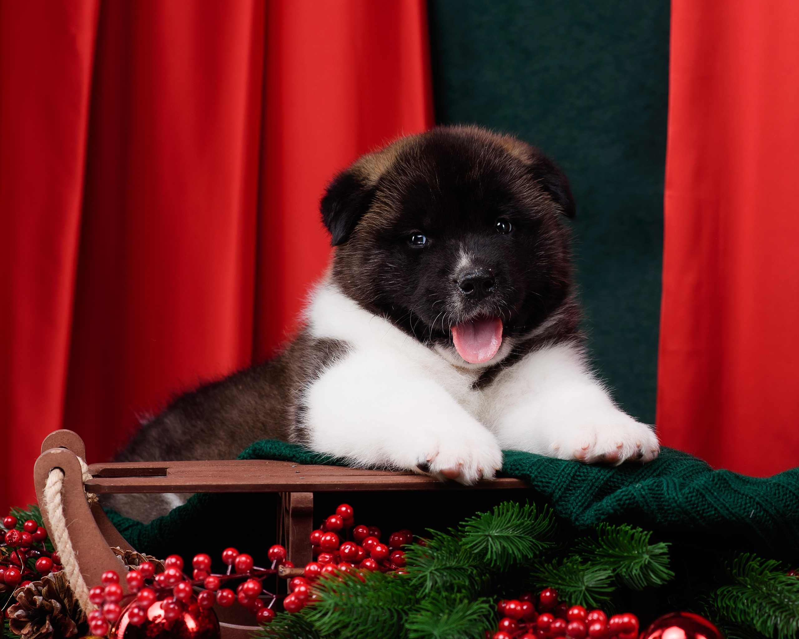 Щенки Американской Акиты. Фотограф — Анималист | Анна Абрамова