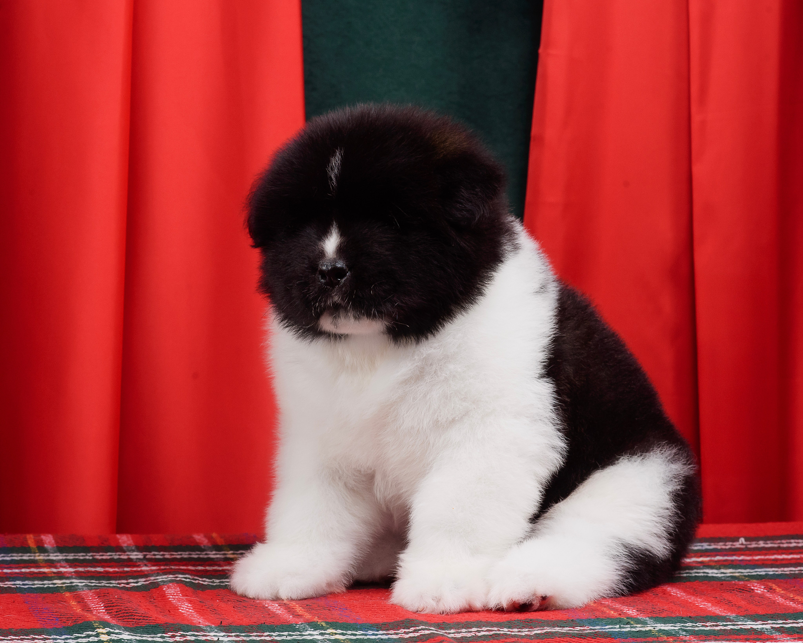 Щенки Американской Акиты. Фотограф — Анималист | Анна Абрамова