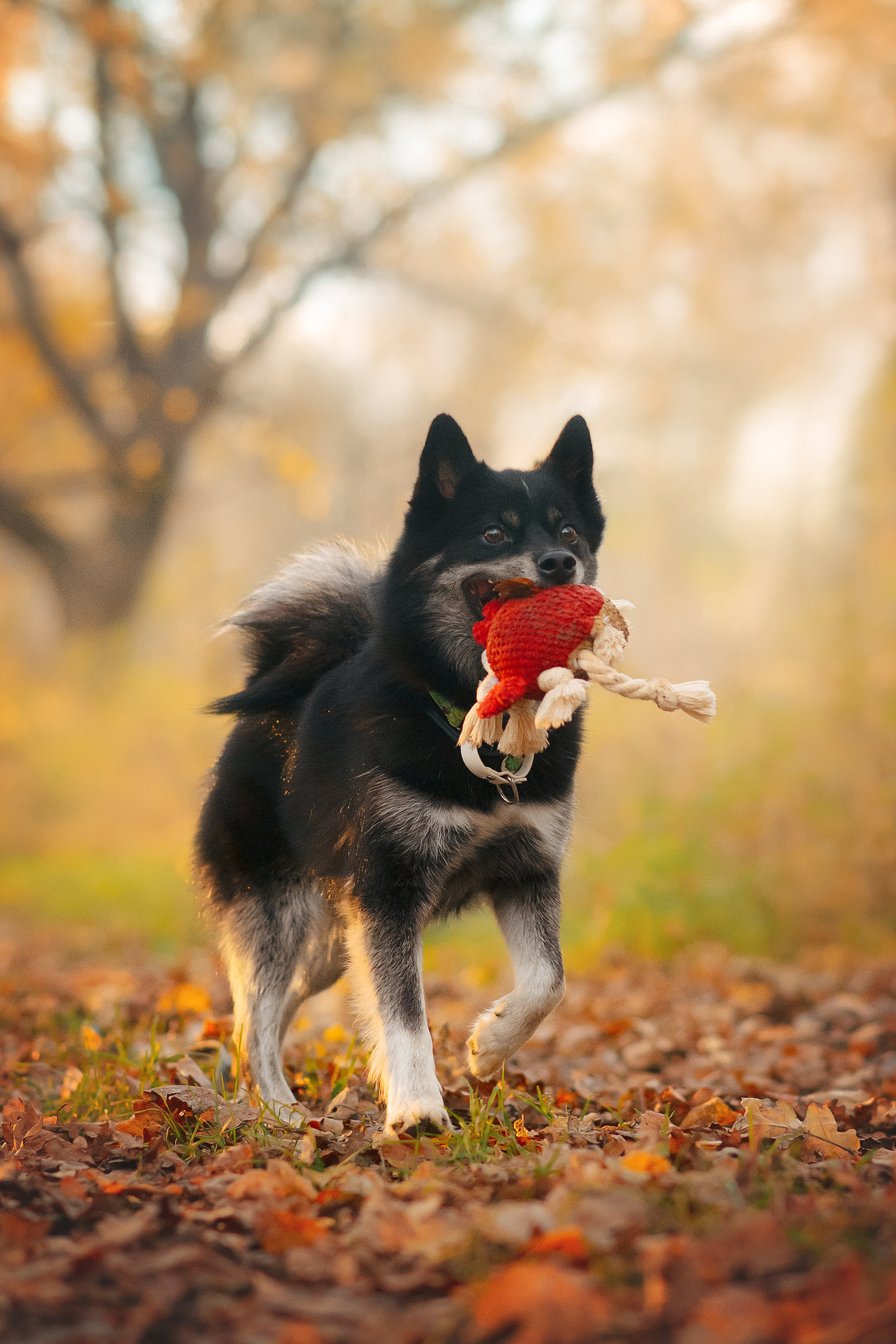 Максим, Надя, Рой и Шелби — 13.10.2024. Фотограф — Анималист | Анна Абрамова