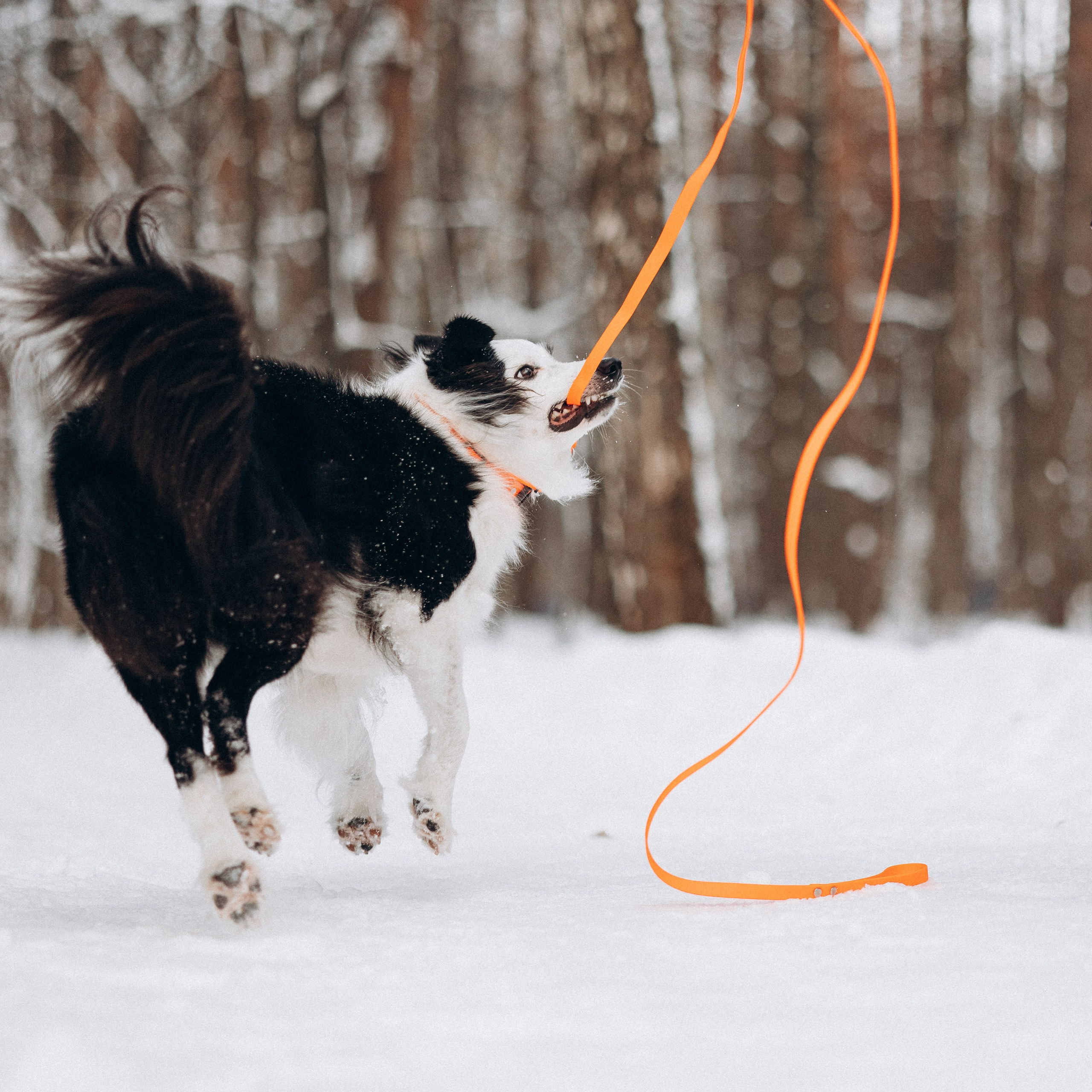 Амуниция «Бобик» 2. Фотораф — анималист Мария Шистка