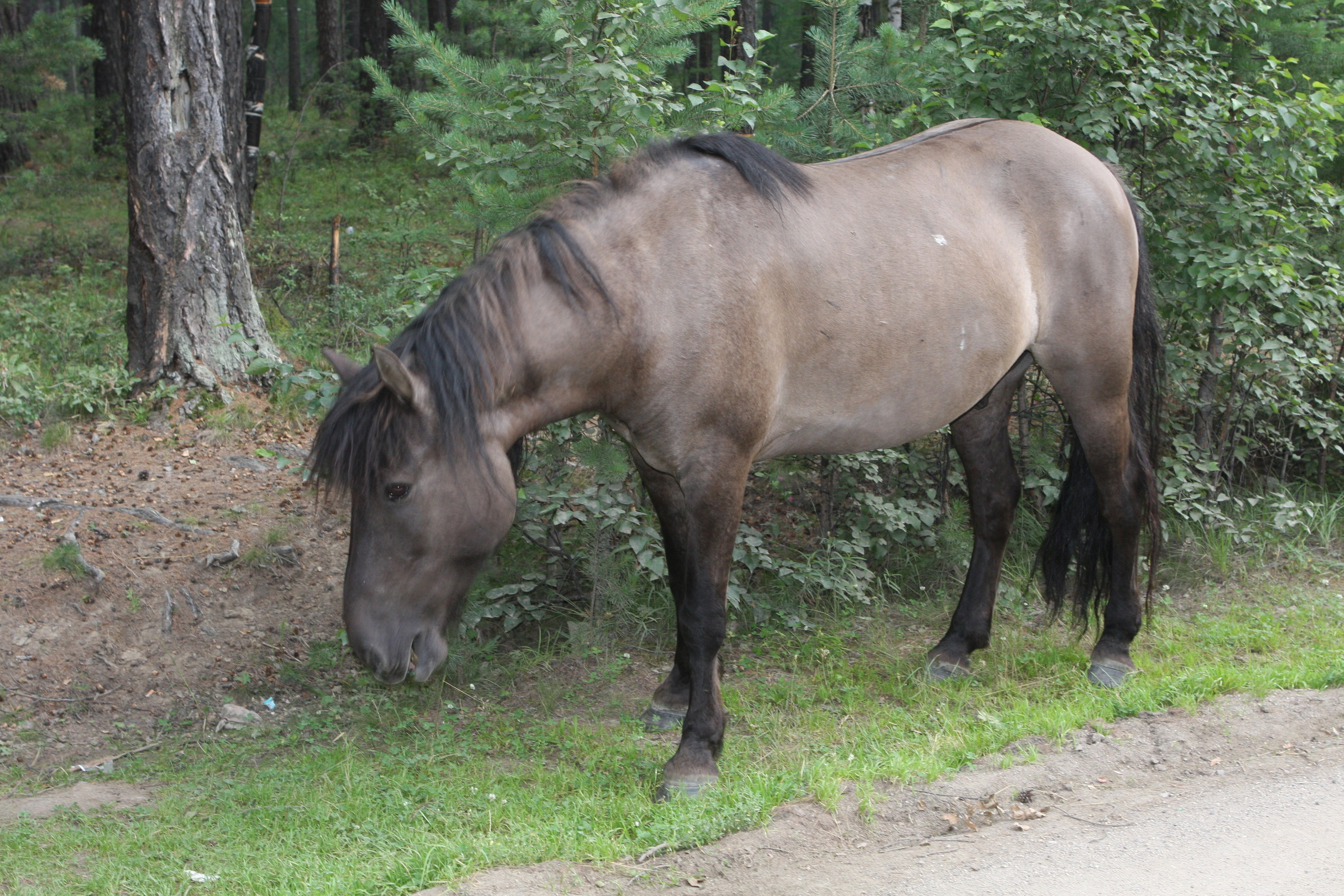 Фото Природы Забайкалья. Студия Максима Белослюдцева