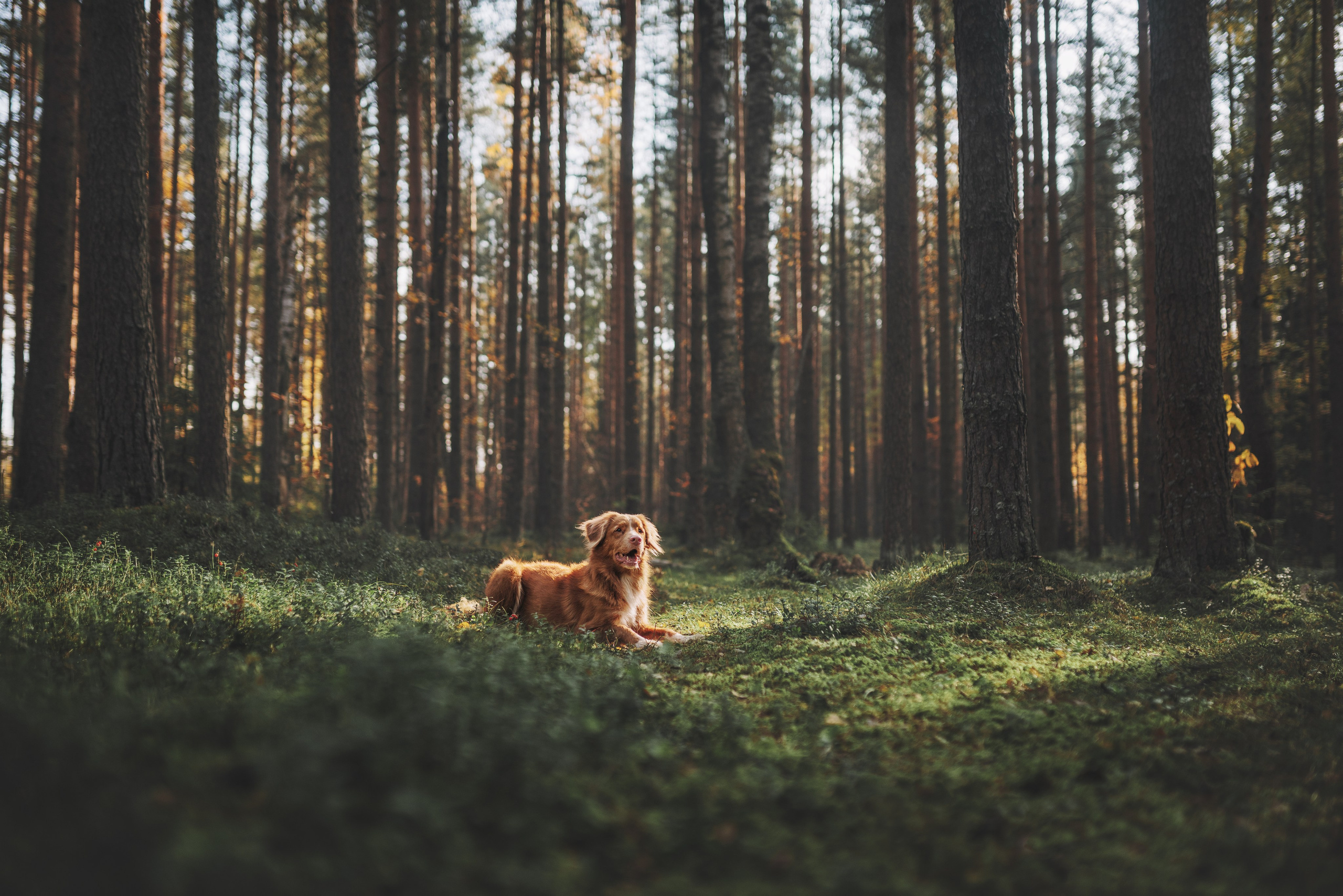 Рика. Фотограф анималист Осипчикова Мария