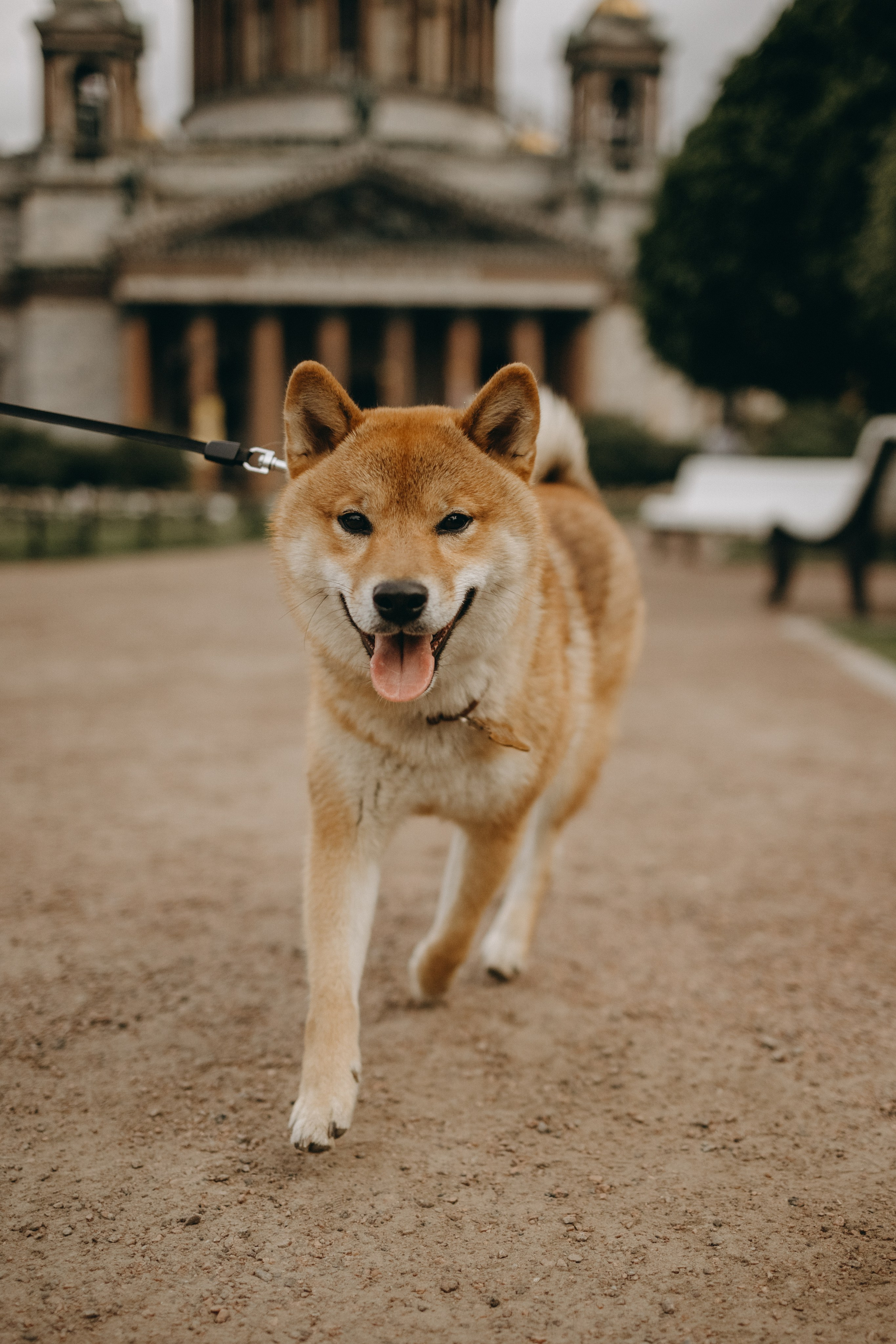 Сириус и его семья. Фотограф — Анималист | Санкт-Петербург