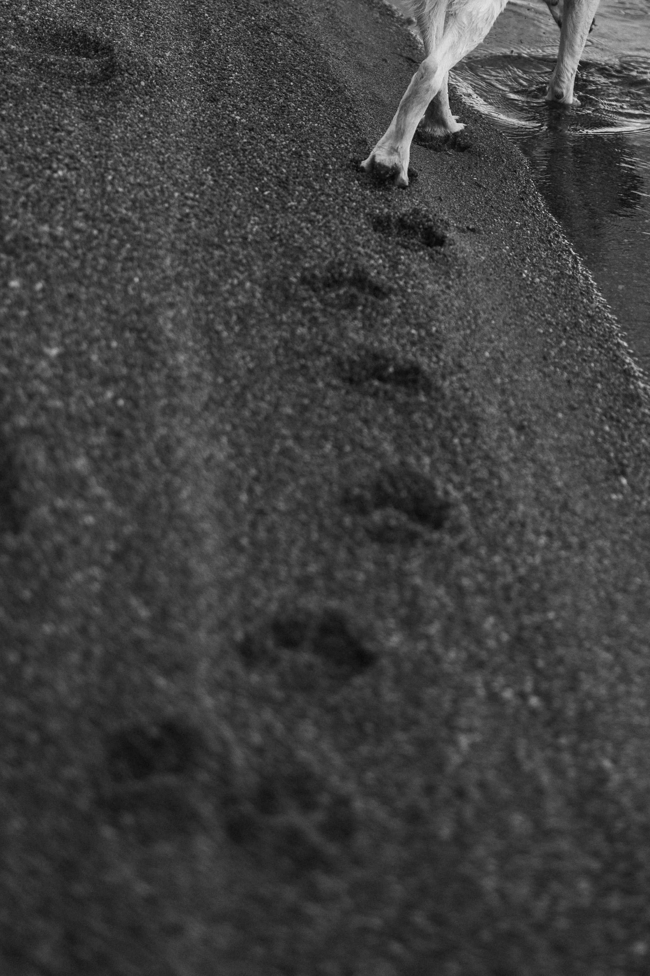 Наташа и Шани. Фотограф — Анималист | Санкт-Петербург