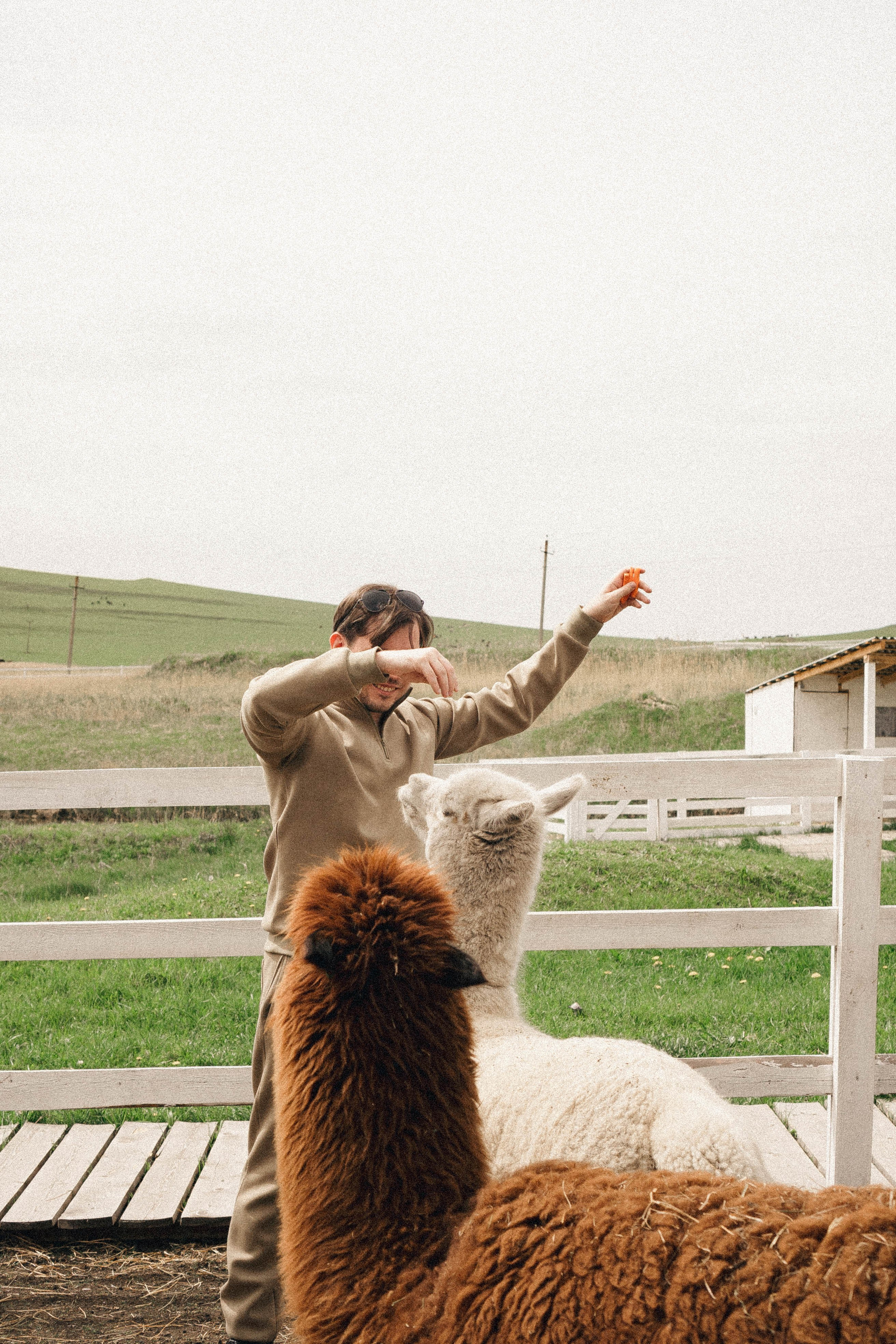 Ферма Альпак. Профессиональный фотограф, Санкт-Петербург — Виктория Богомолова