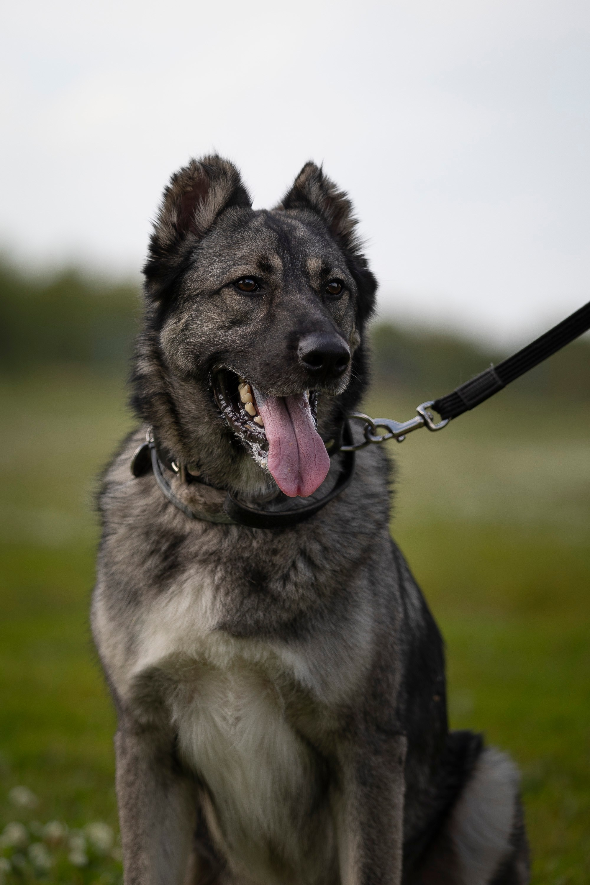 Семинар по поиску ВВ. Фотограф анималист, семейный фотограф, фотограф собак Комратова Мария. г. Москва