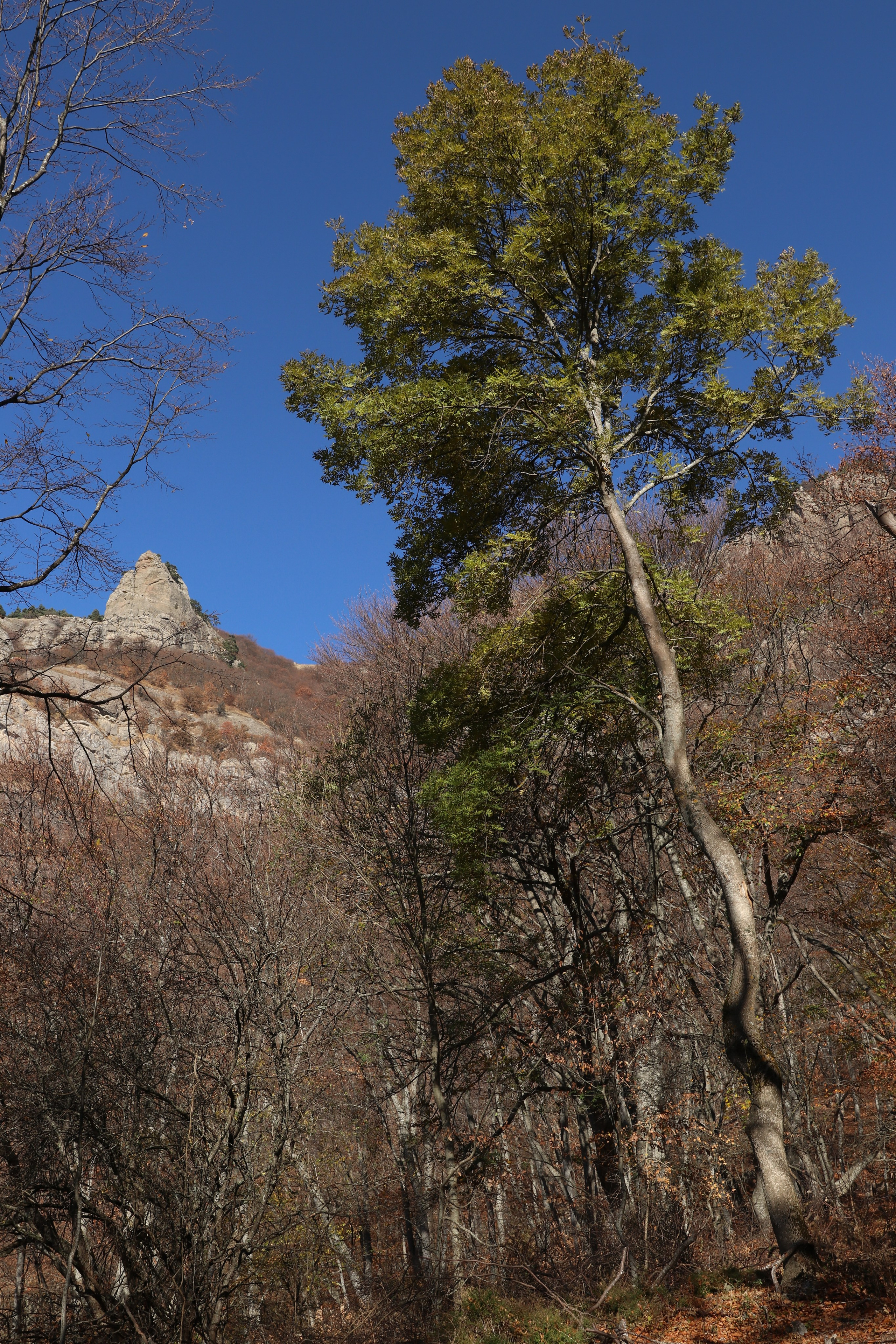 Крым. ЮБК (Гурзуф, Судак и их окрестности). Ноябрь 2023. Путешественник-фотограф из Санкт-Петербурга Татьяна Свистулина