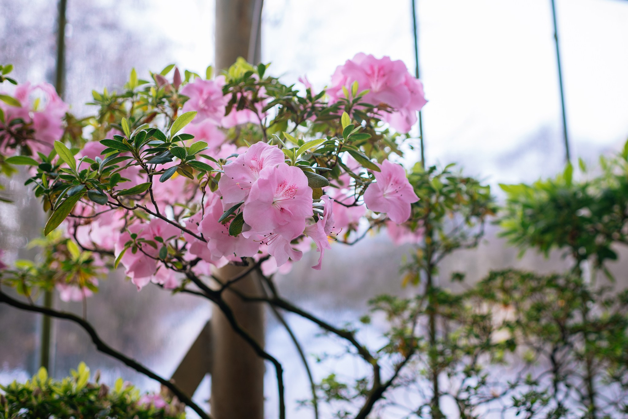 Ботанический сад. Субтропический маршрут. Март 26. Репортажный фотограф в Санкт-Петербурге Анастасия Клёпова