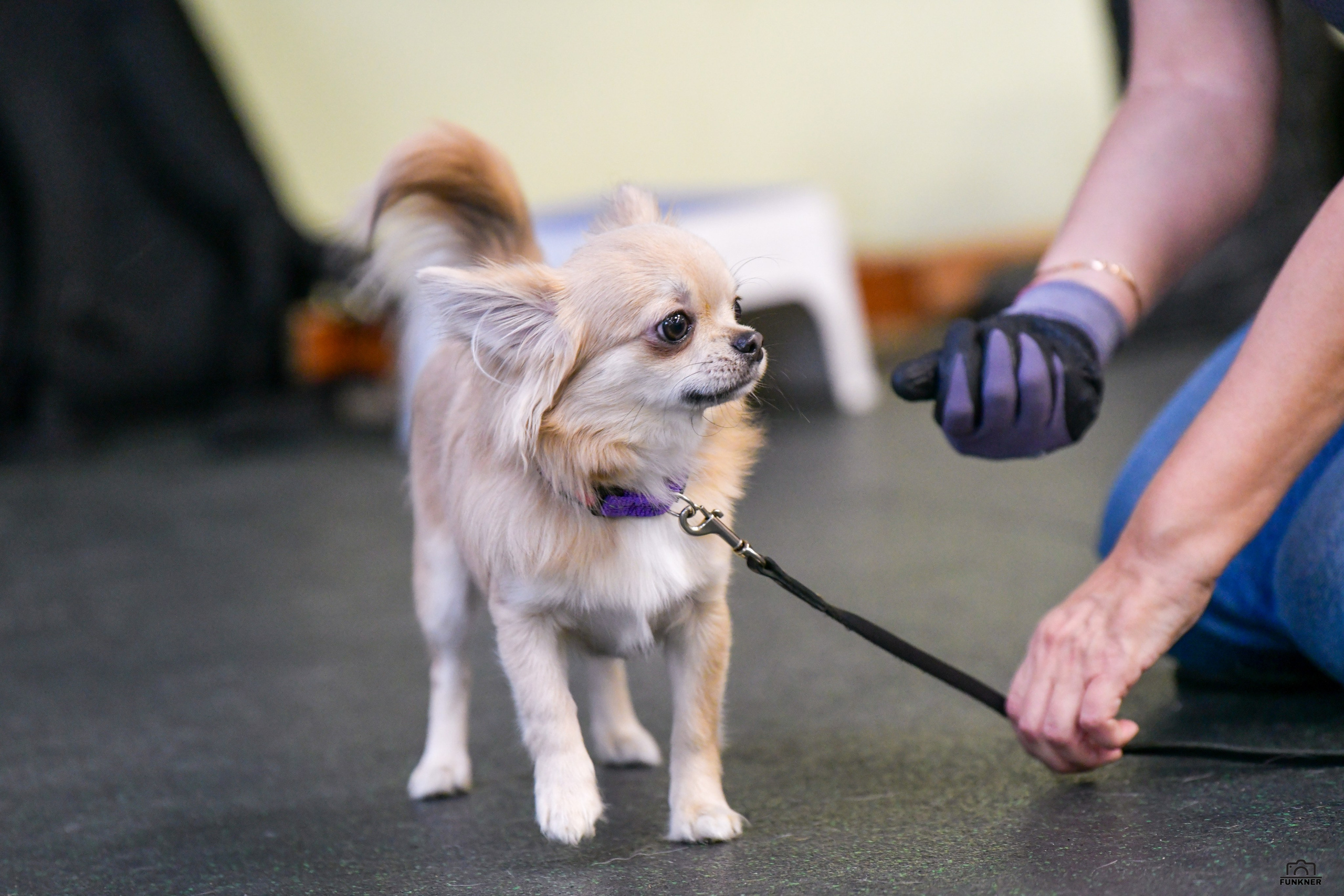 Кинологический клуб «Бодрый хвост». Свой взгляд через объектив