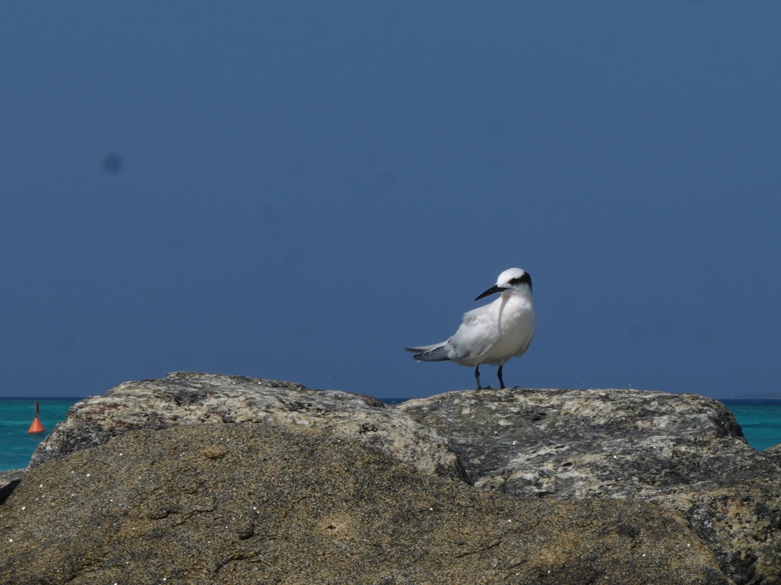 Природа и животные. Творческий фотограф Ирина Баландина.  Санкт-Петербург, Мурманск