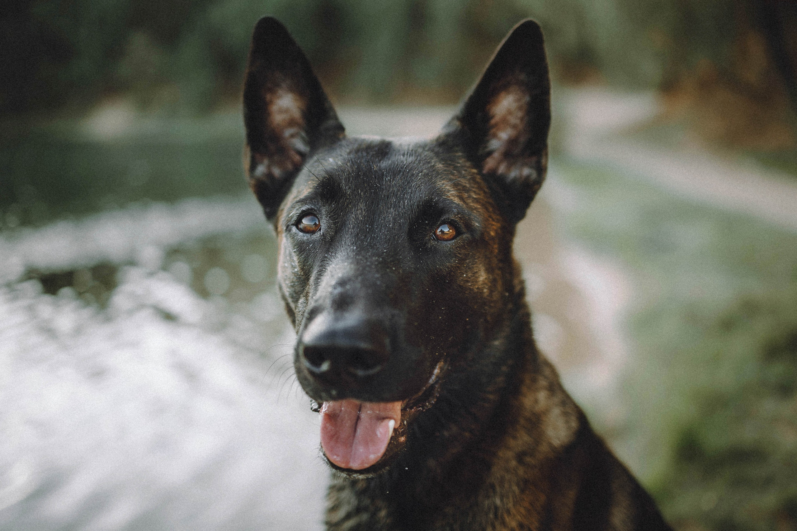 Таня, Ерш и Оллик