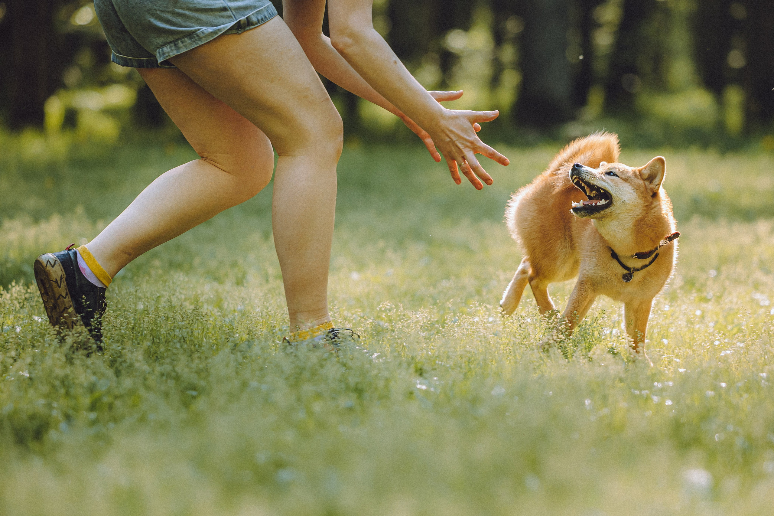 Шед, Цири, Чиби, Цера и их семья