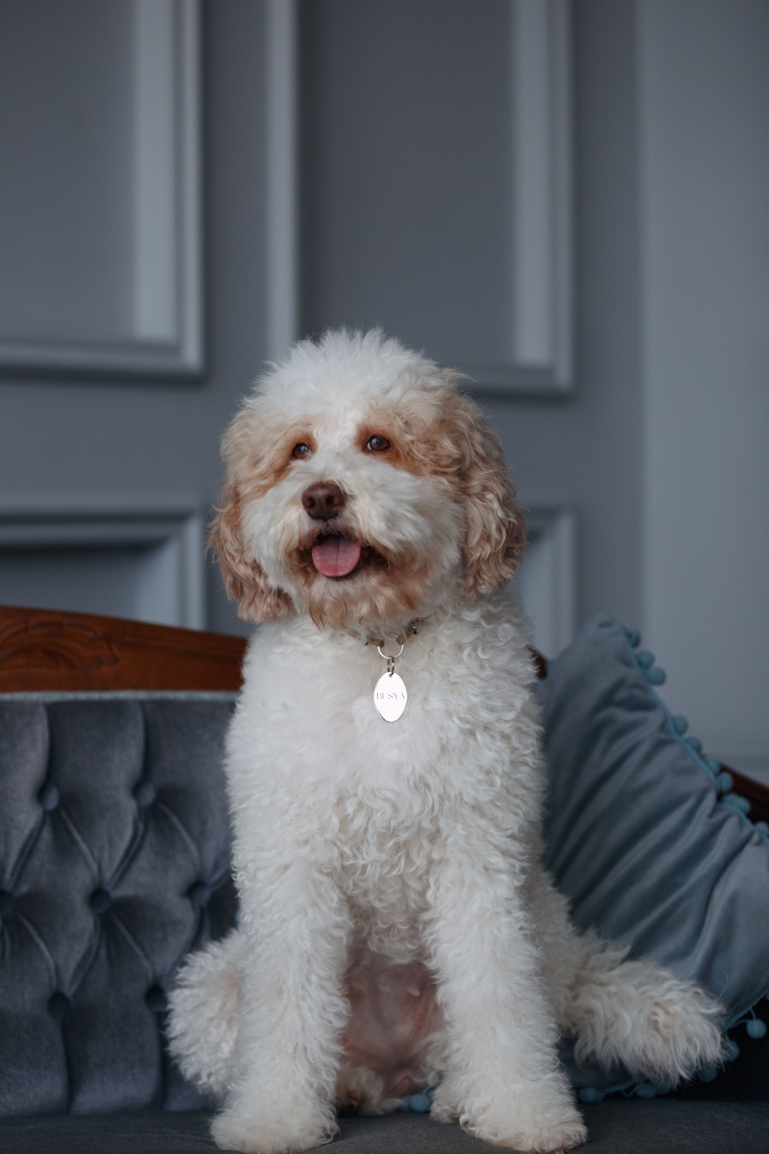 Bmbh лежанки и адресники. Фотограф анималист Кристина Карпова, Москва