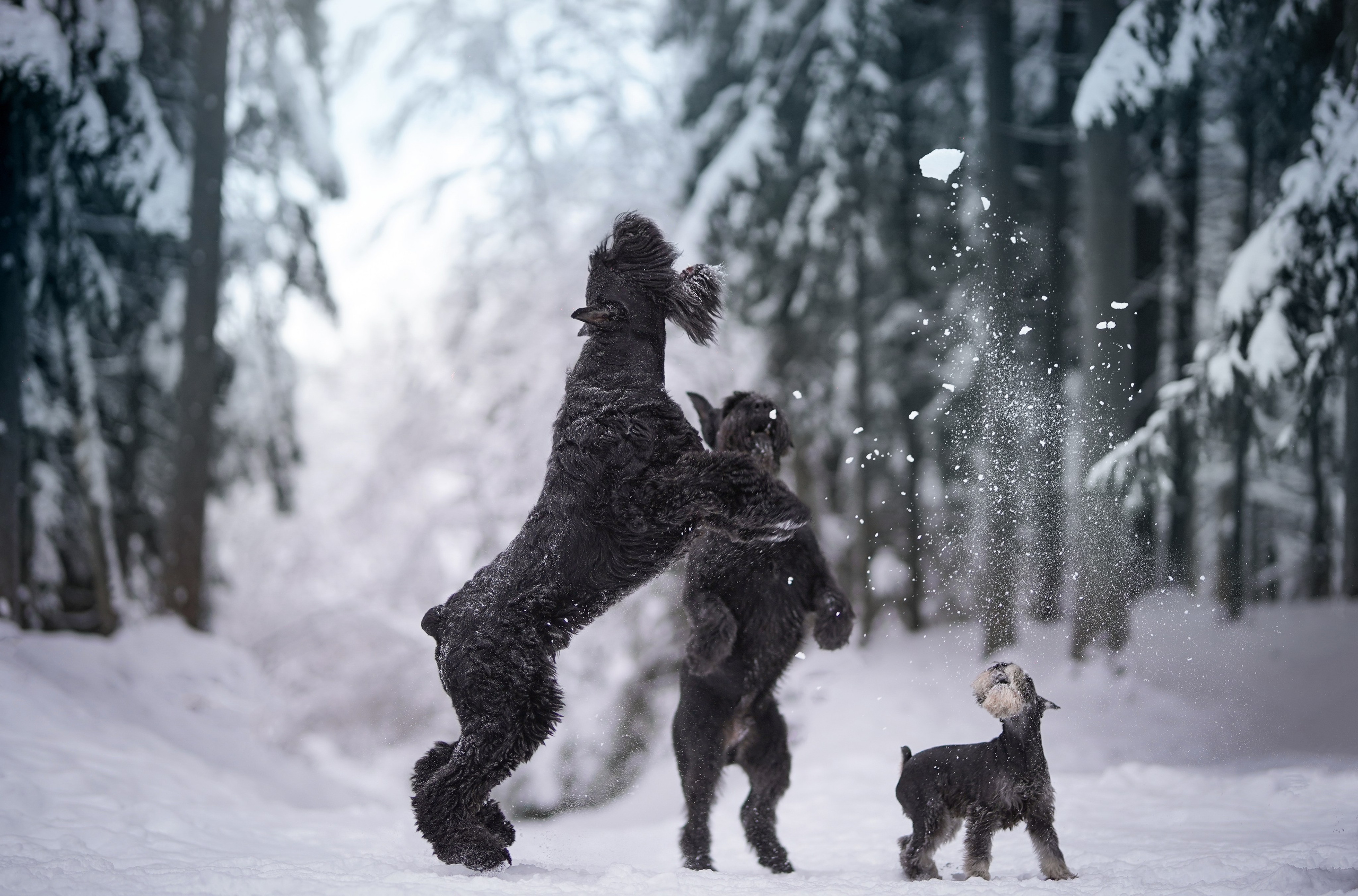 Оля Миша и шнауцеры. Фотограф-анималист в Санкт-Петербурге Яна Мартынова