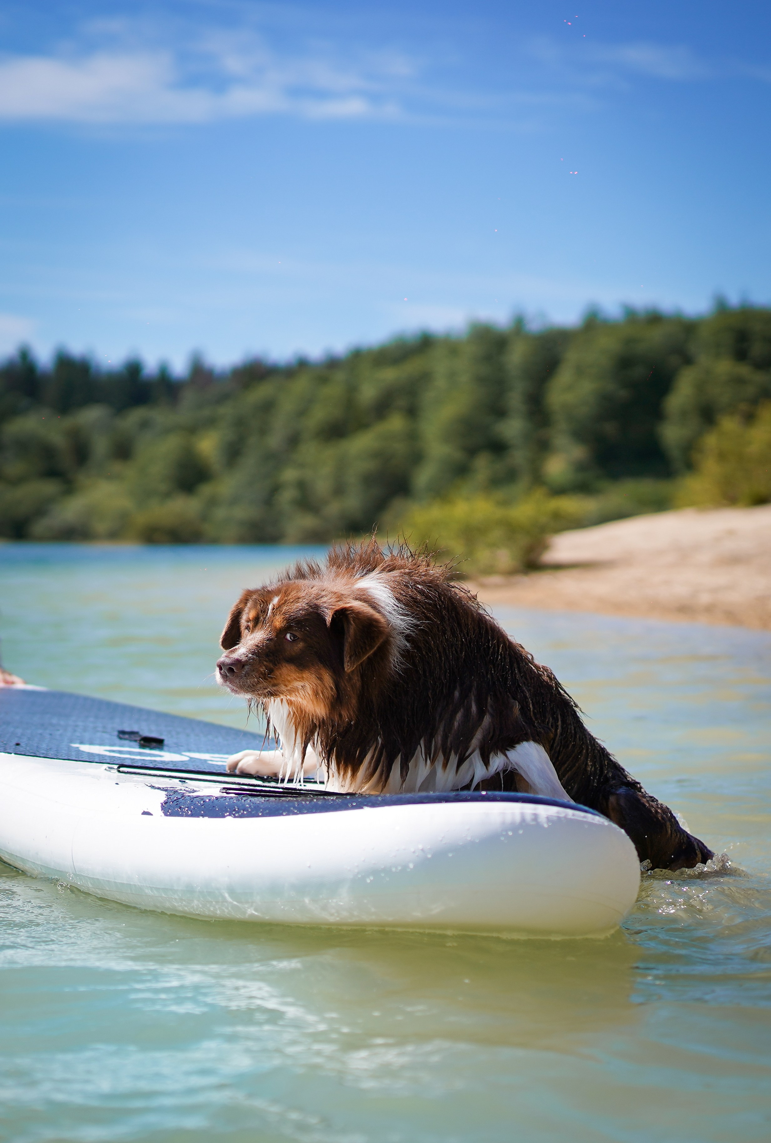 Аусси на карьерах. Фотограф-анималист в Санкт-Петербурге Яна Мартынова