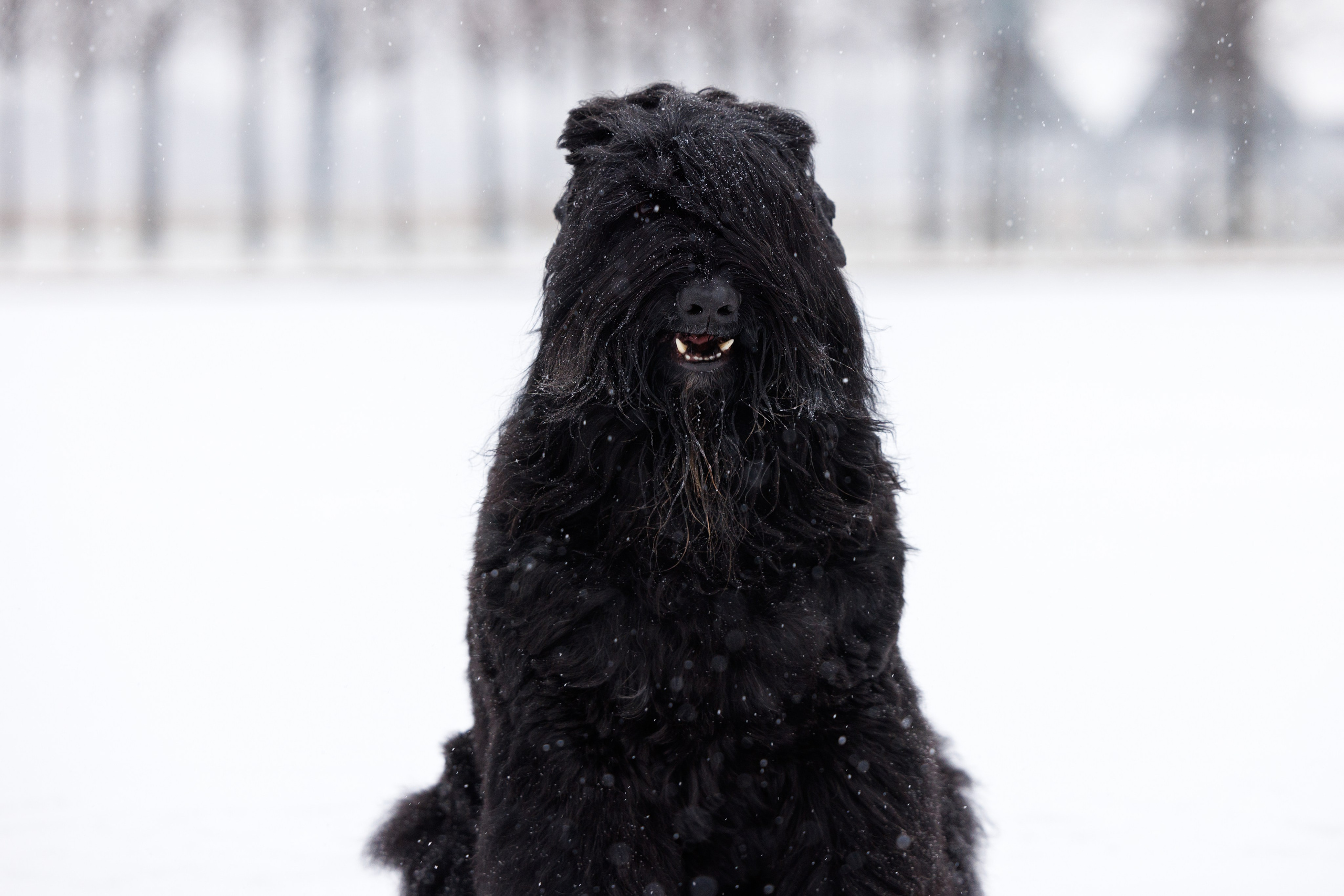 Санкт-Петербург 14.12.2024 ОС. Фотограф-анималист Юлия Германика