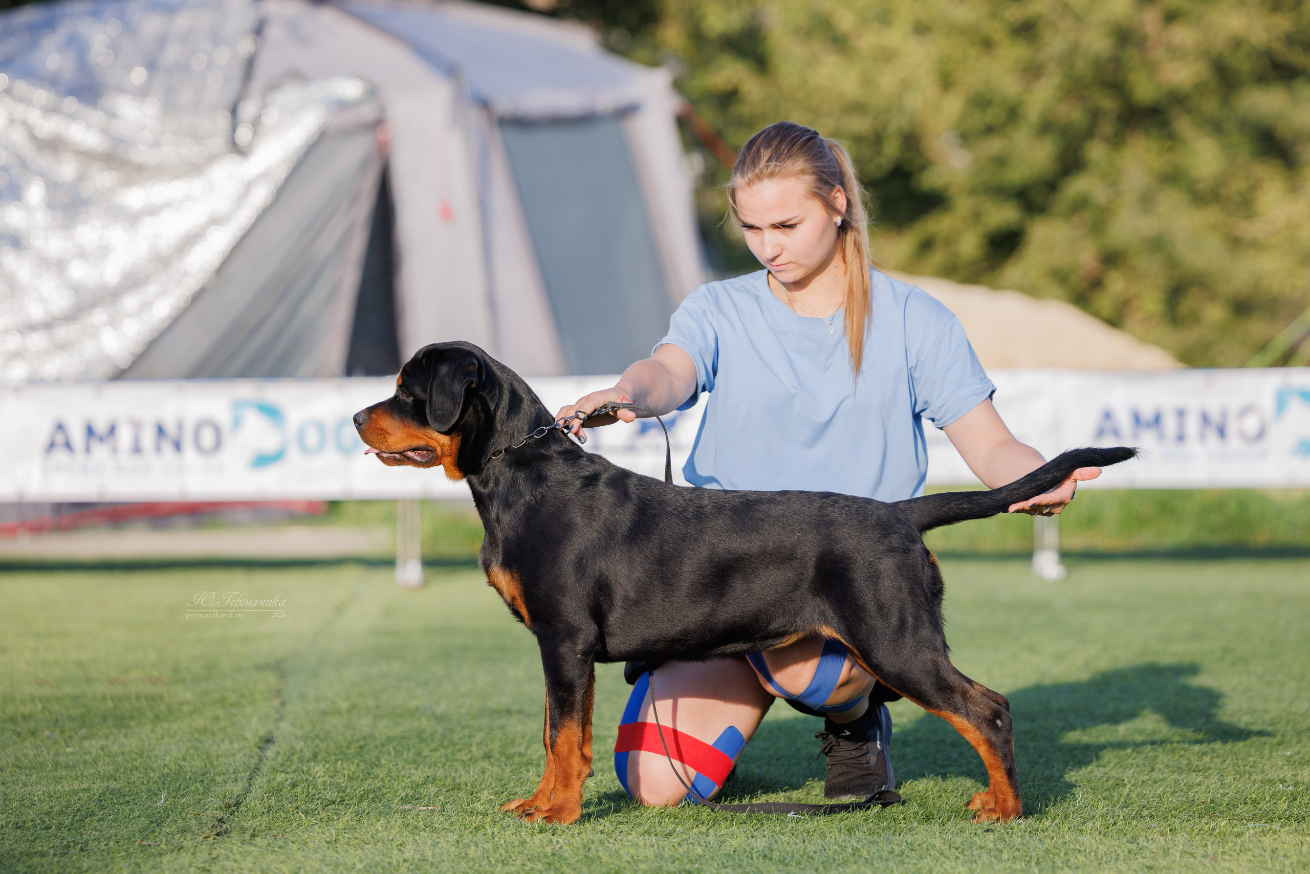 Анапа ротвейлеры 14-15.09.2024. Фотограф-анималист Юлия Германика