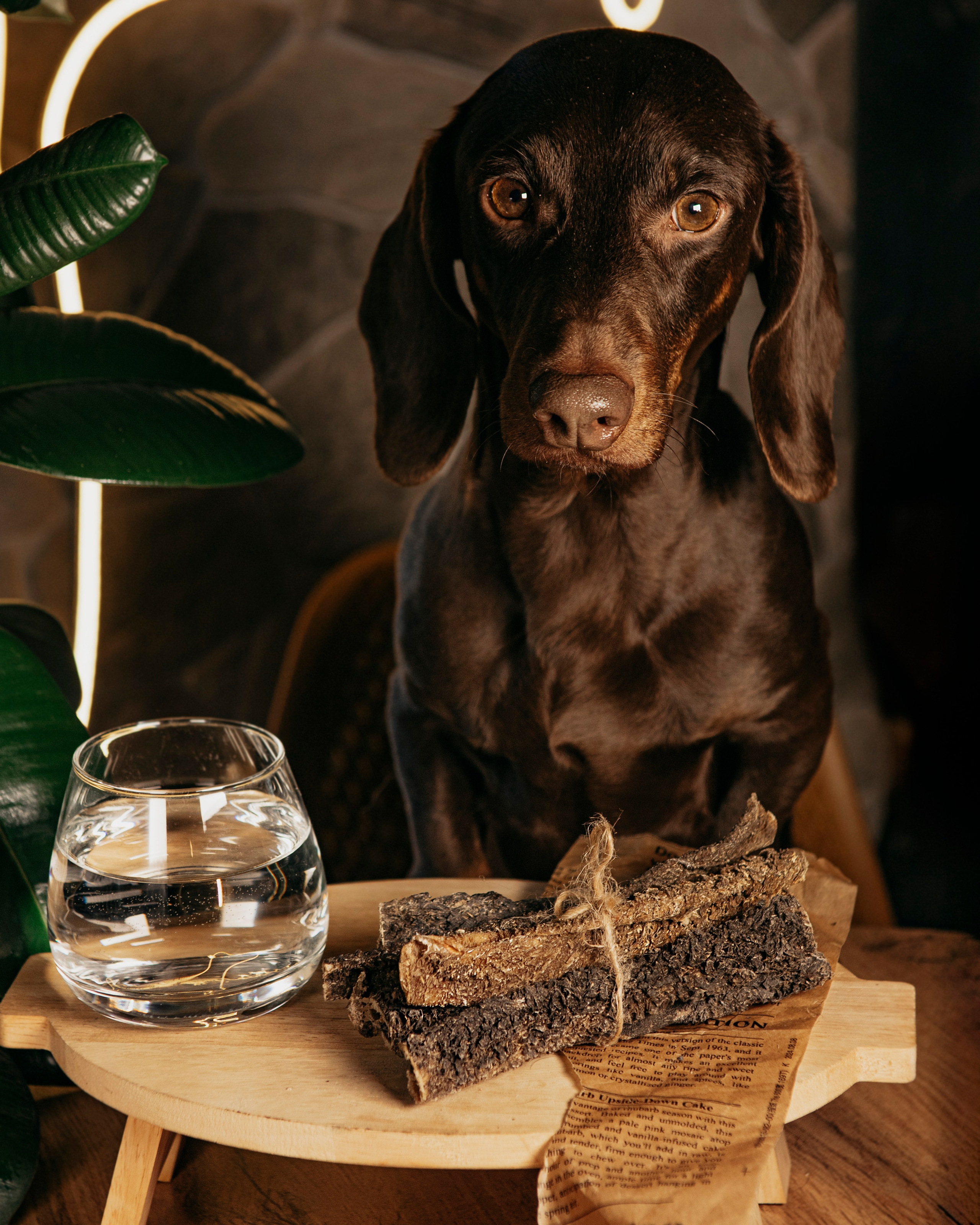 Super snack бренд O2Pets. Фотограф Ольга Мурзина