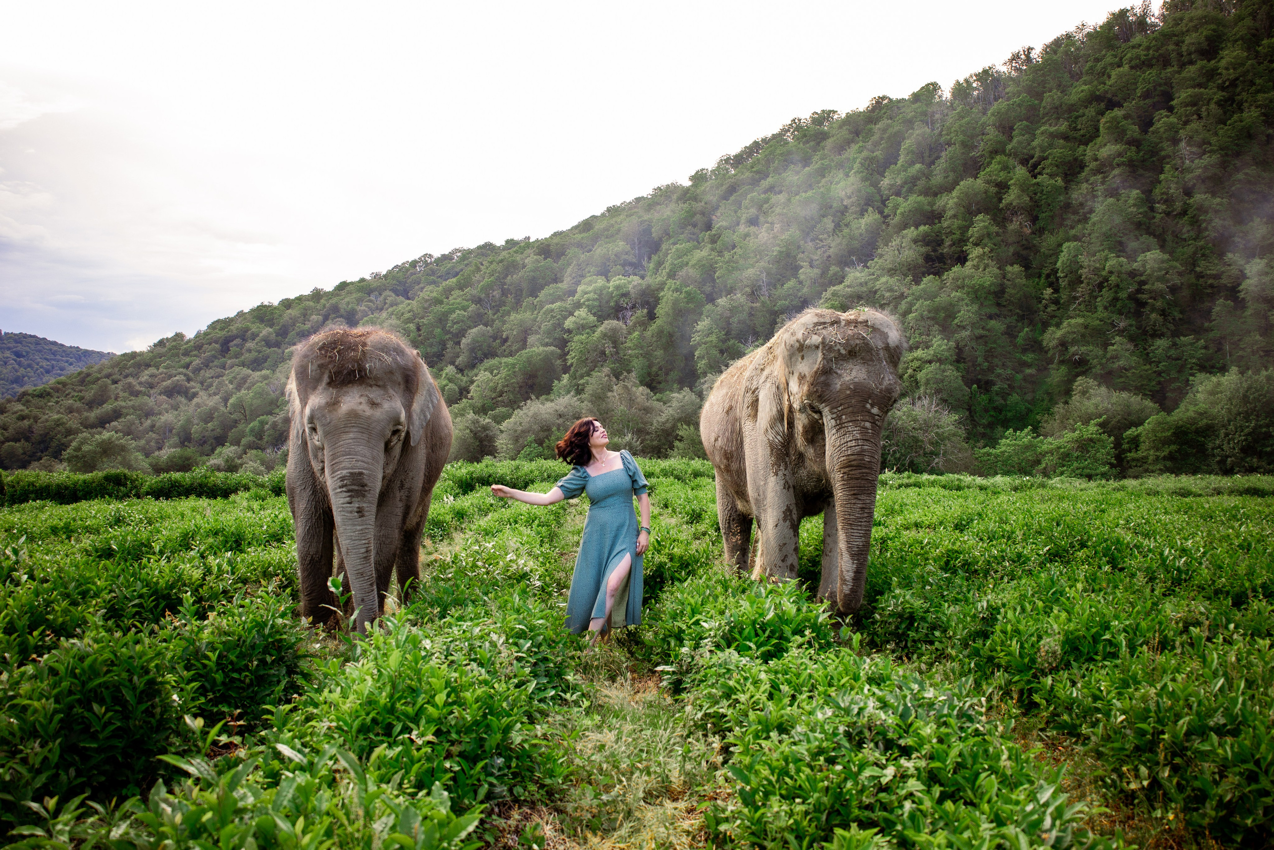 Слоны. Семейный и Свадебный фотограф в Сочи