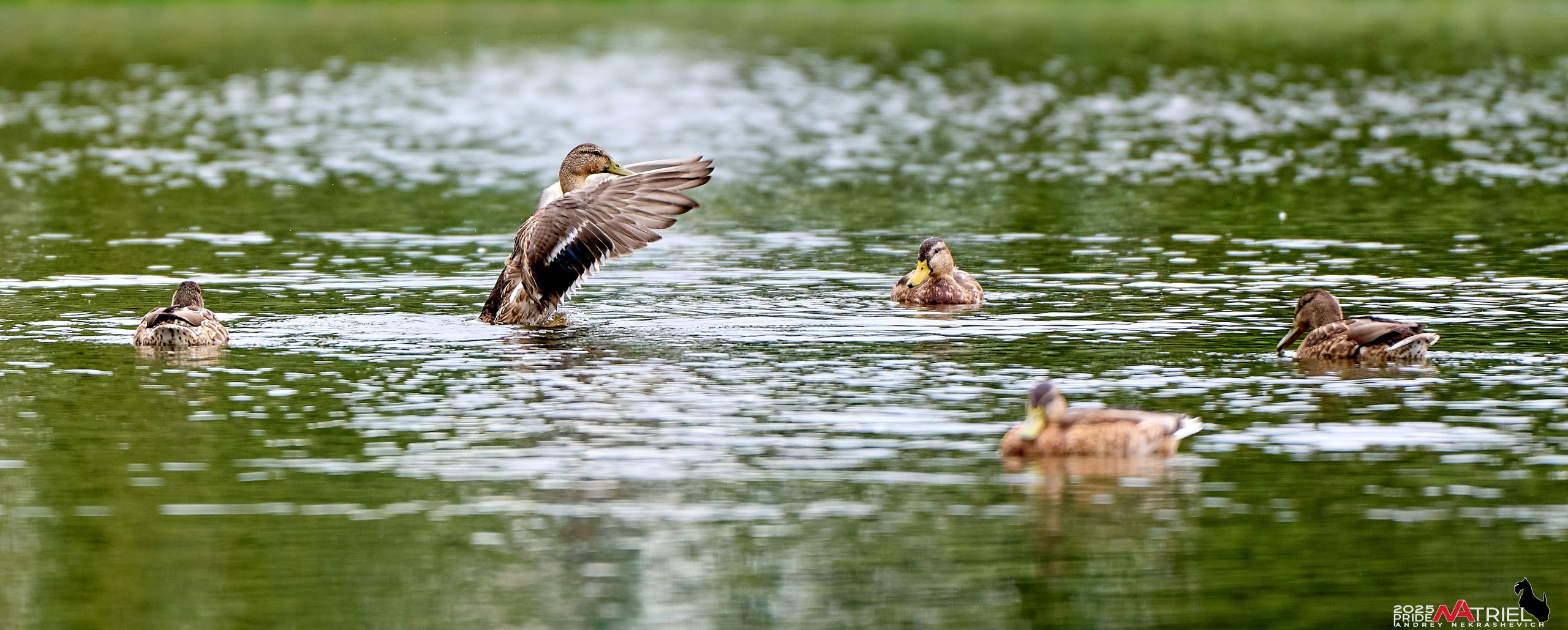 Утки на пруду