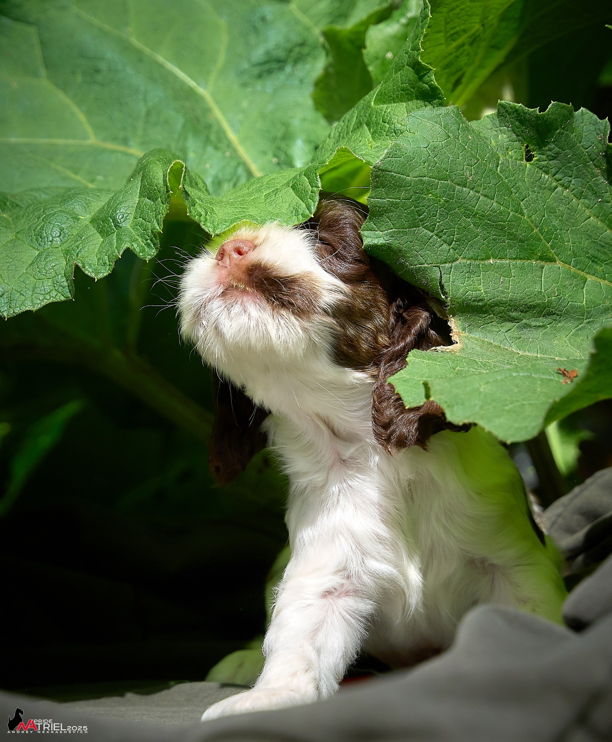 Щенки АмКокеров