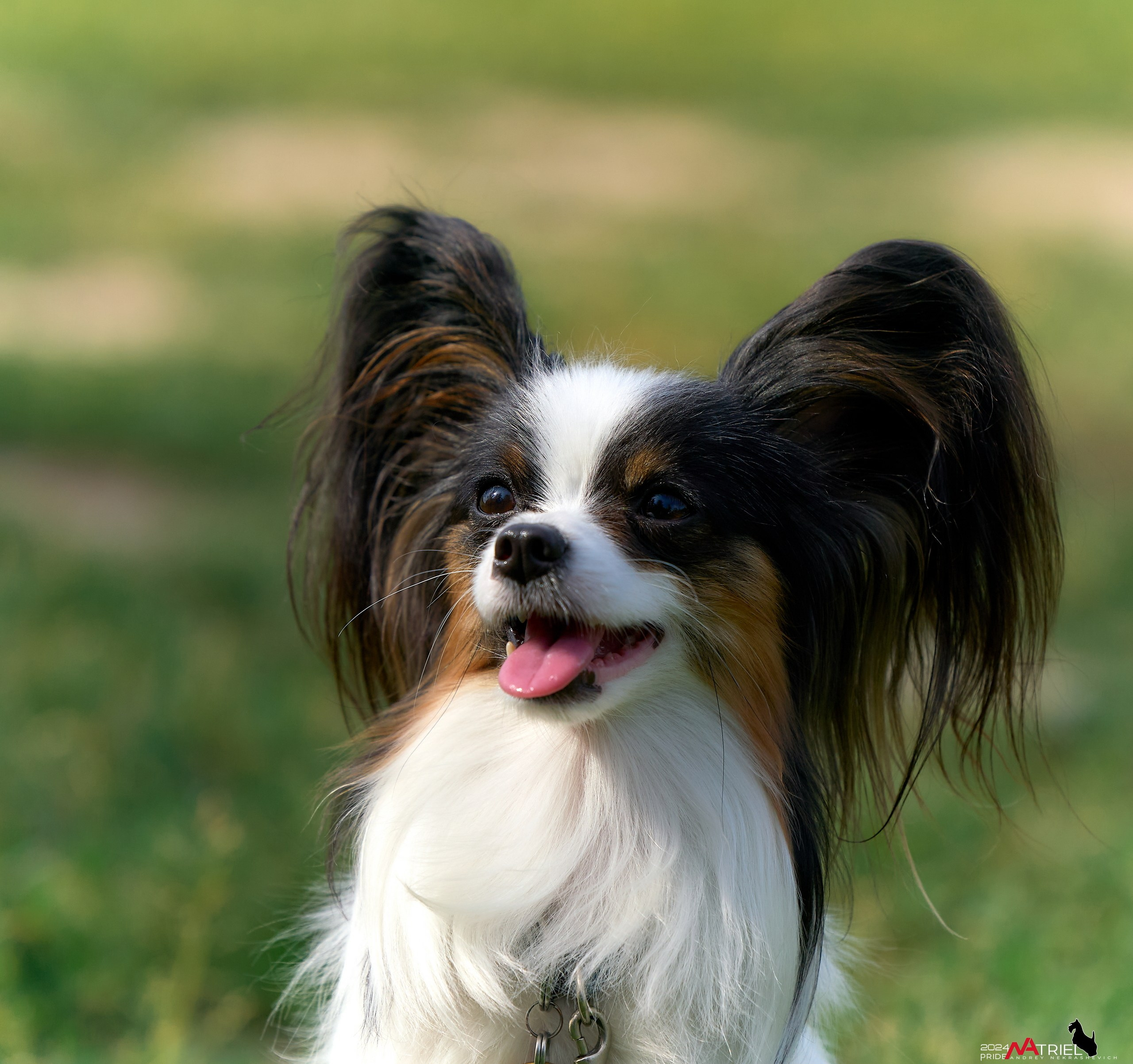 Репортаж из кинологического лагеря