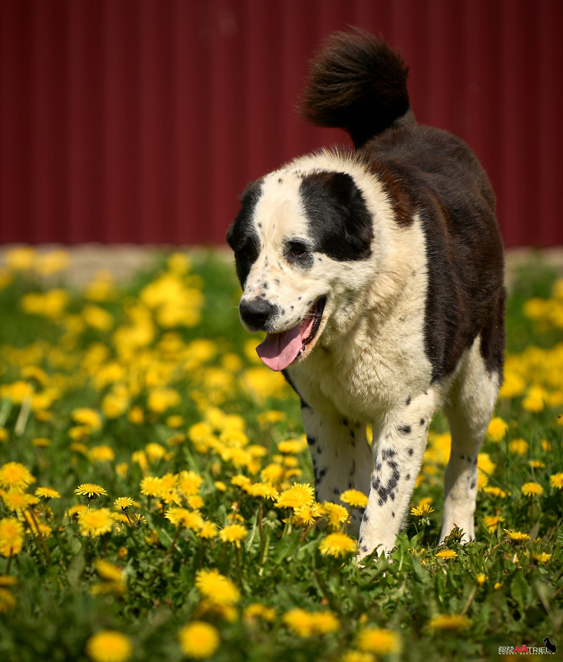Съемка в питомнике