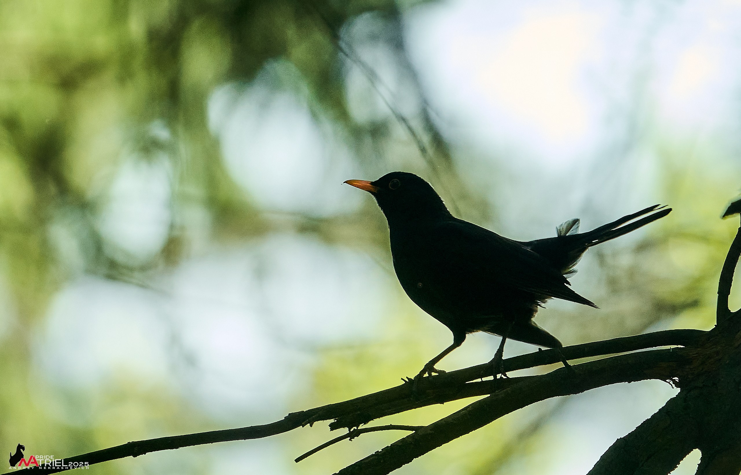 Съемка в майском лесу