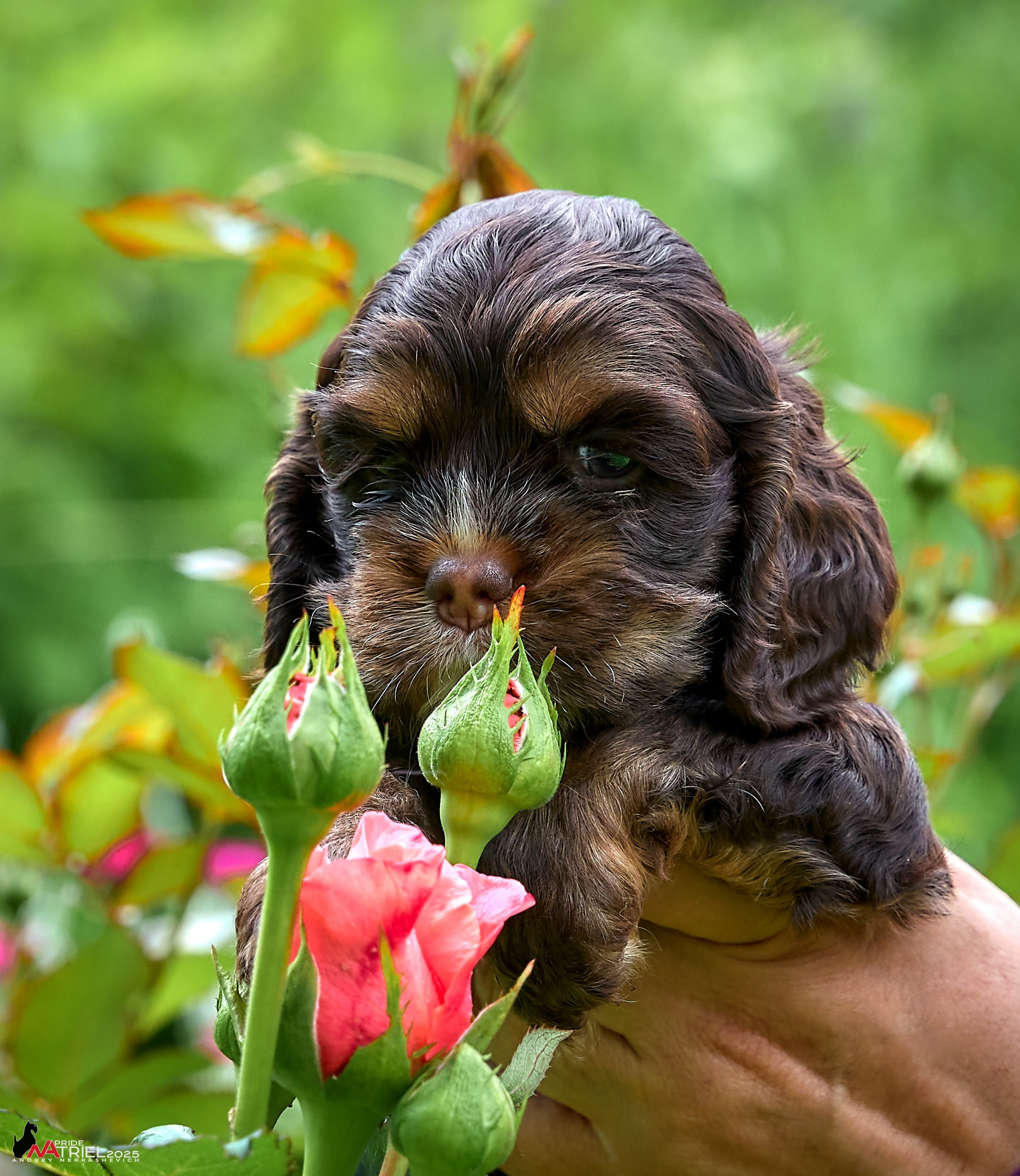 Щенки АмКокеров