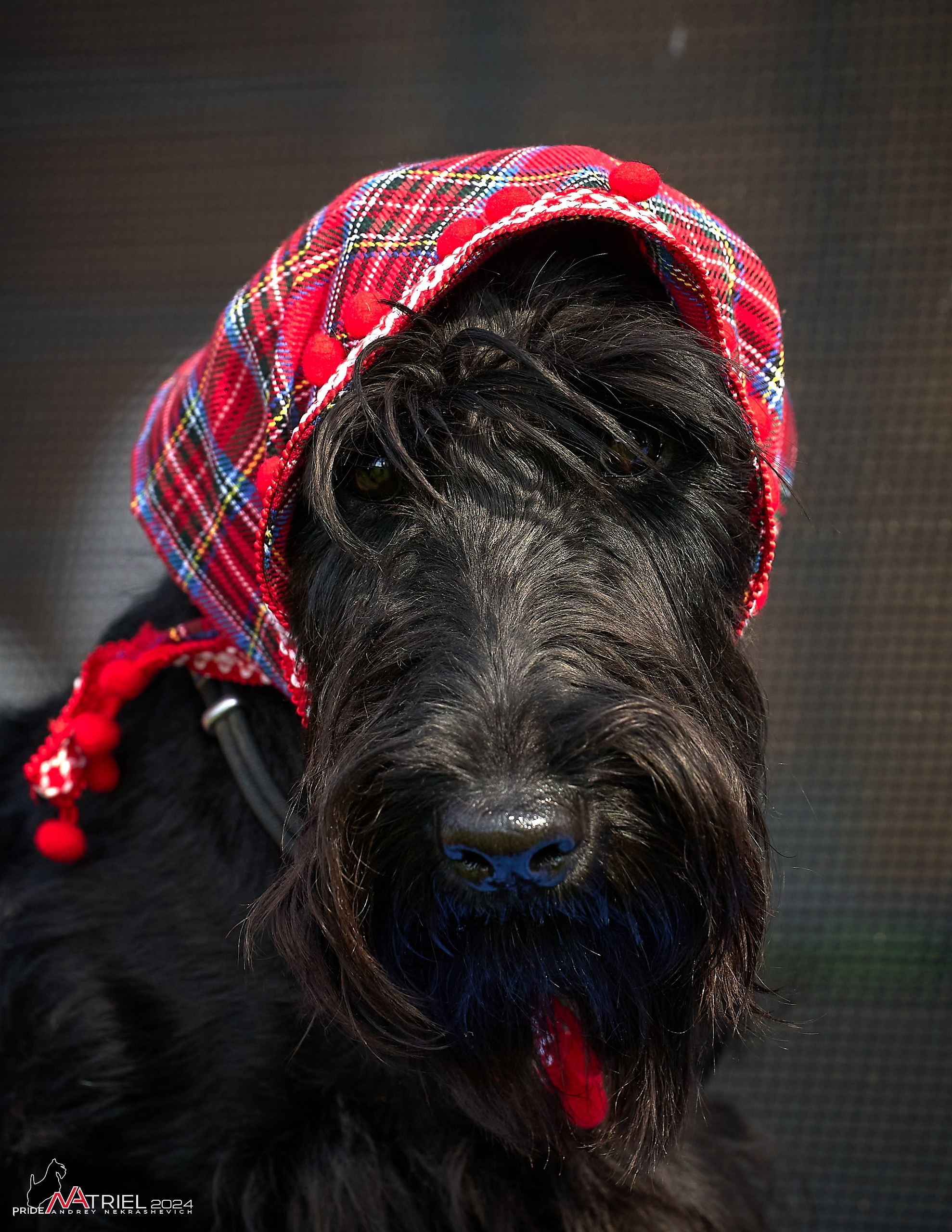 Скотчесемья «ИмпериалИти»