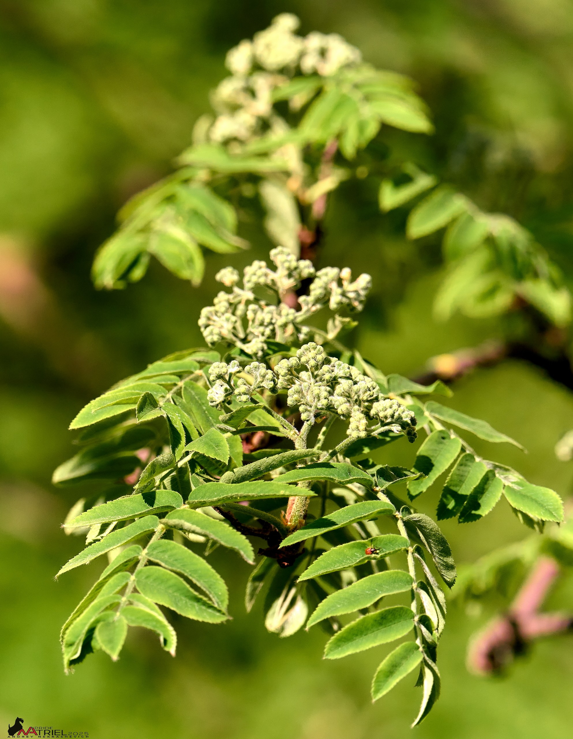 Природа в апреле. Всё в цветении!