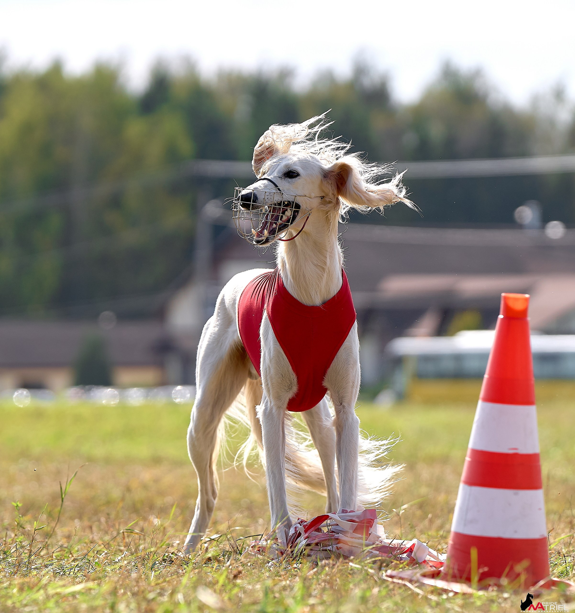 Съемка курсинг — галерея NATRIEL