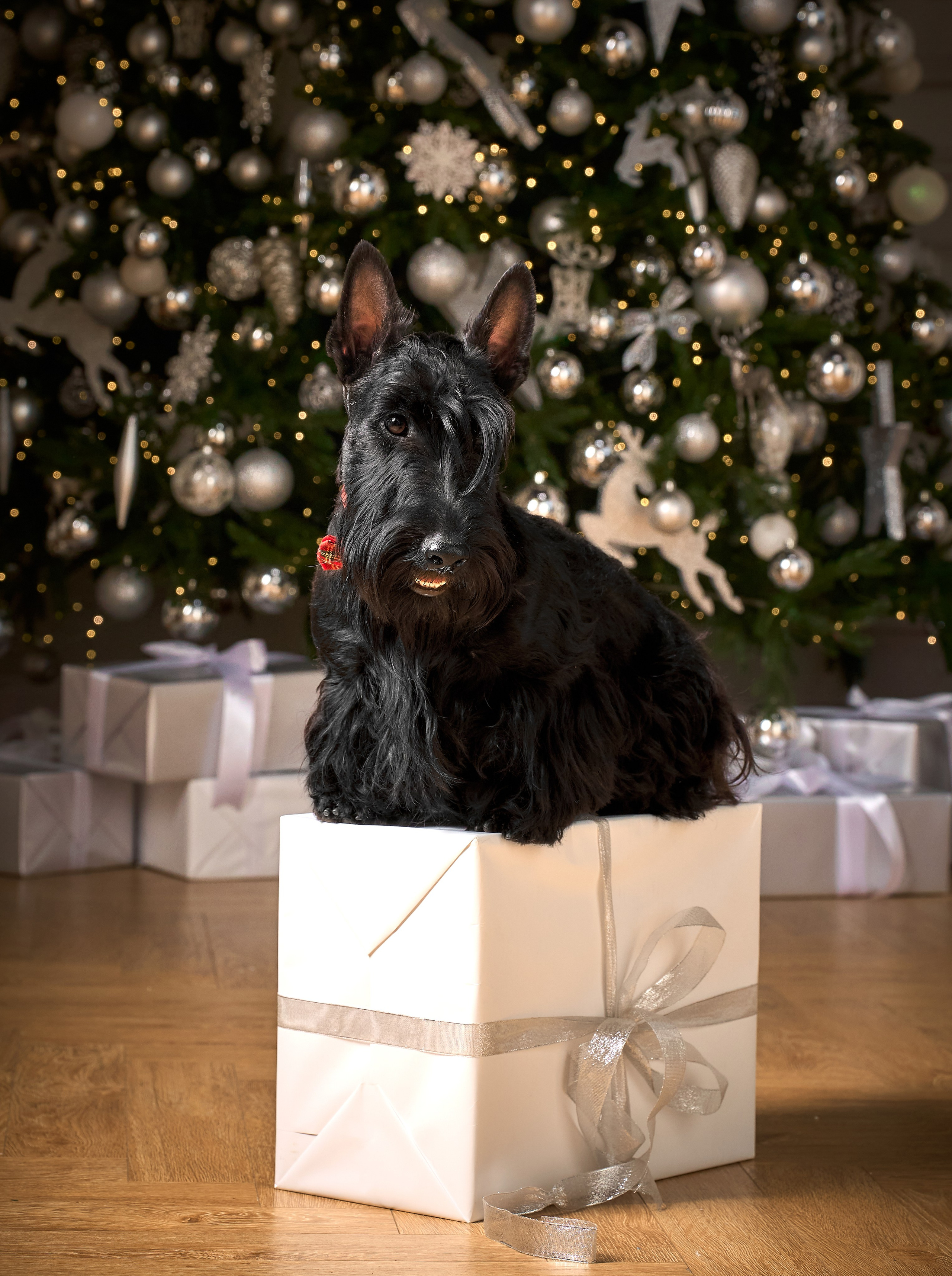 Съемка в студии со скотч-терьерами