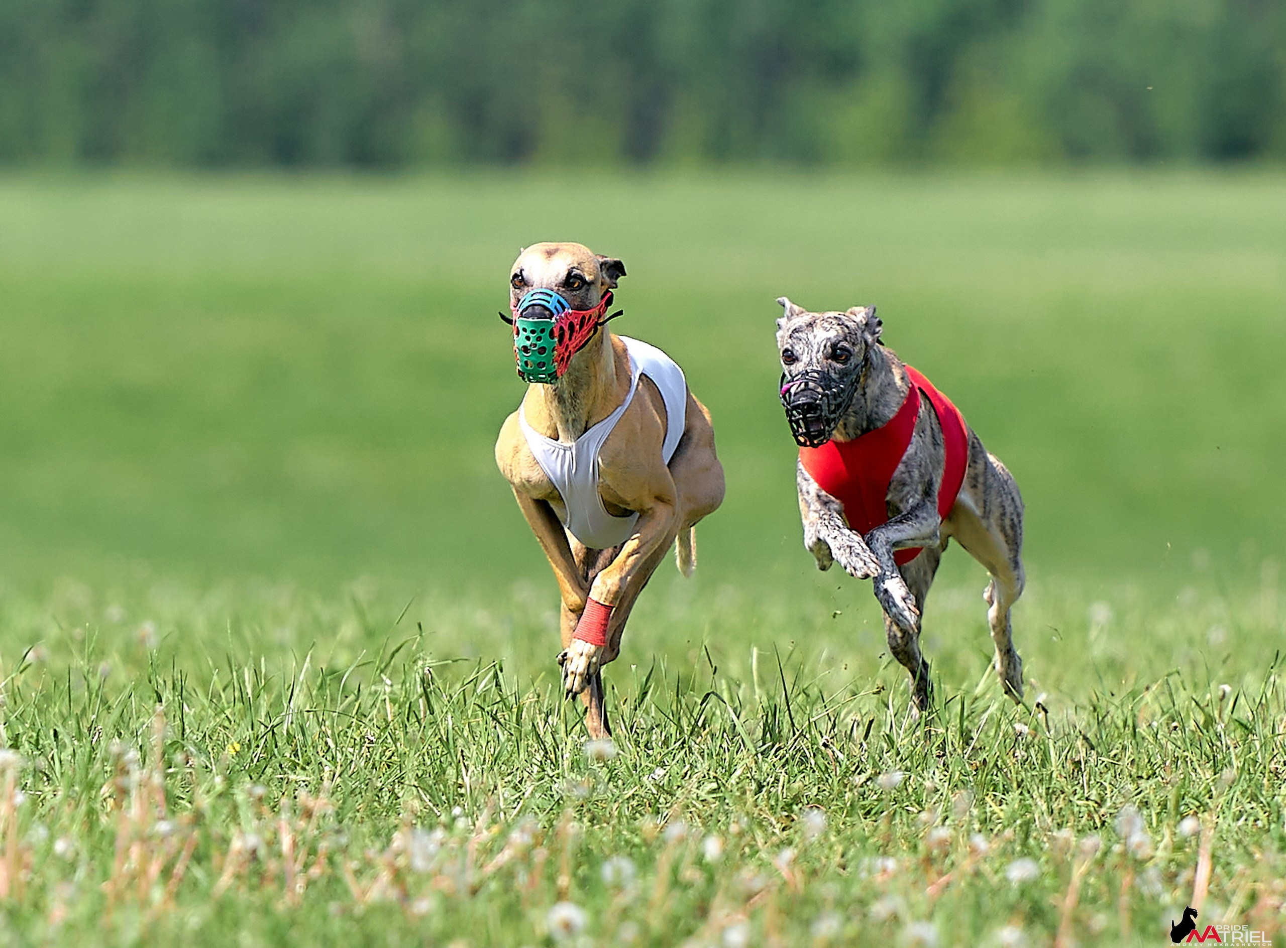 Съемка курсинг — галерея NATRIEL