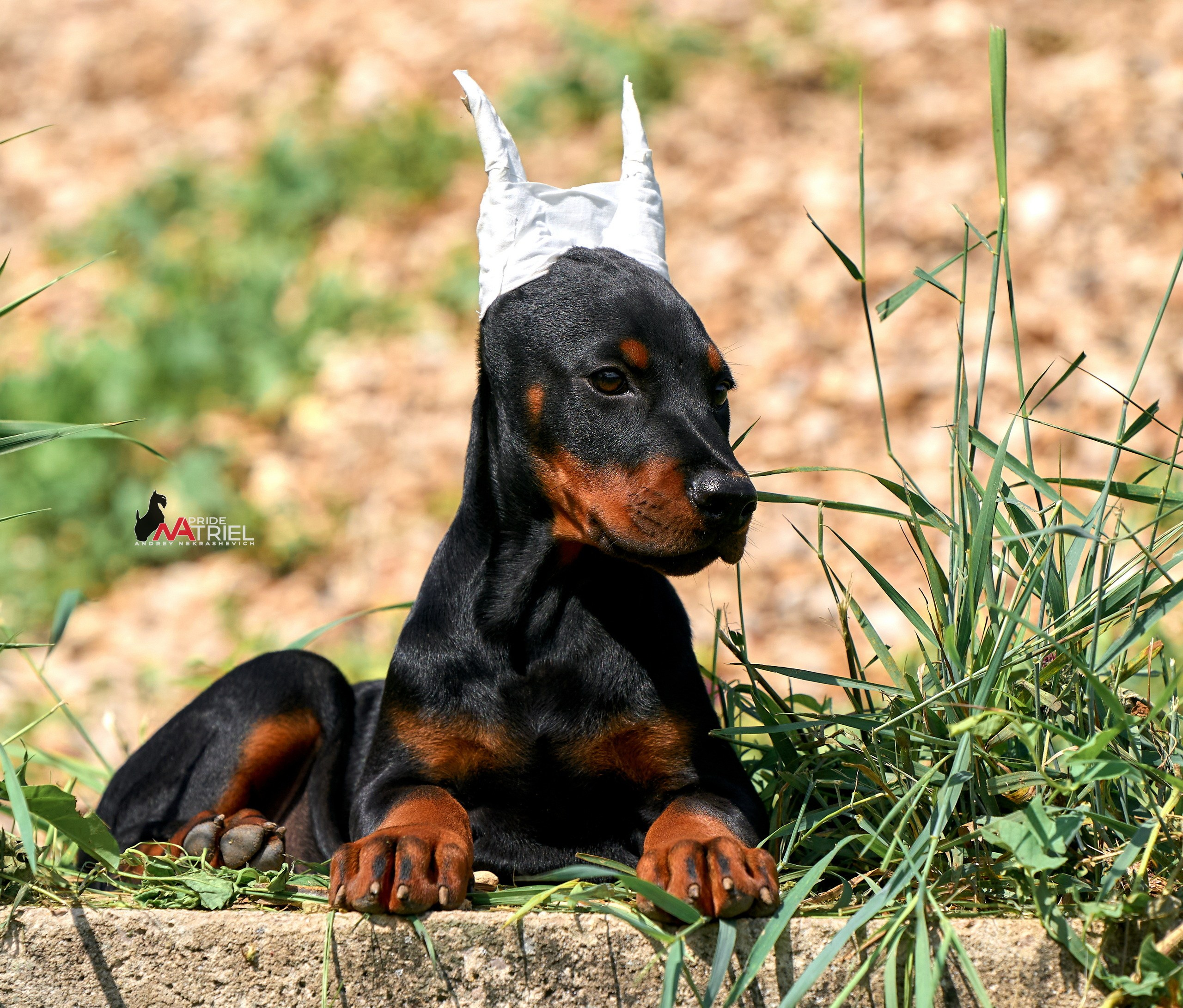 Щенки на прогулке — галерея NATRIEL