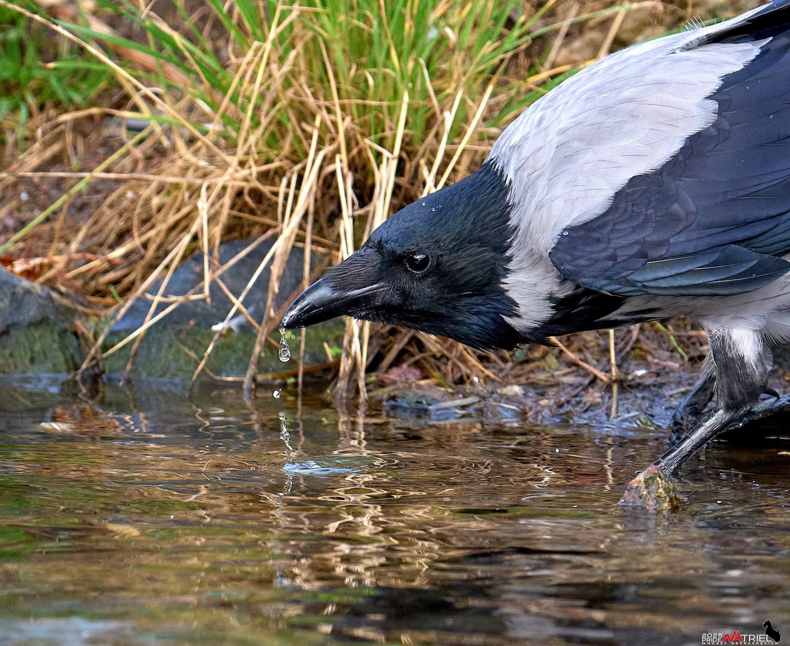 Съемка с объективом Sony 200-600 на камеру Sony A1m2