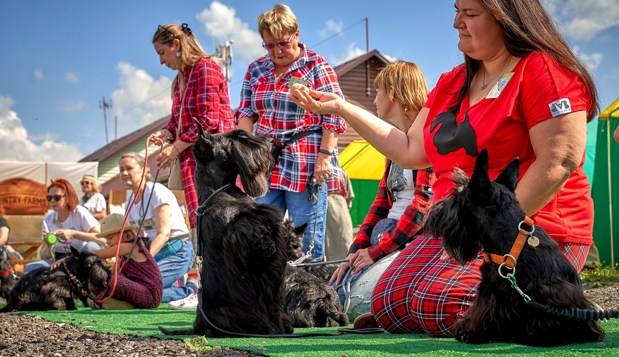 Мероприятия с собаками — галерея NATRIEL