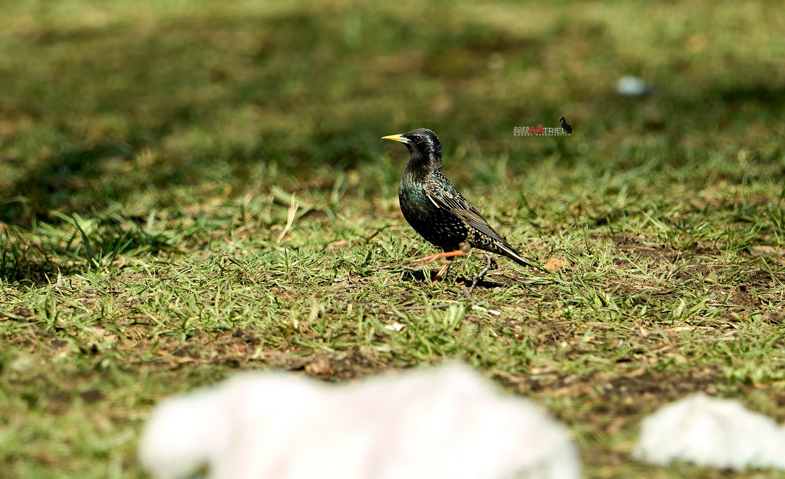 Природа в апреле