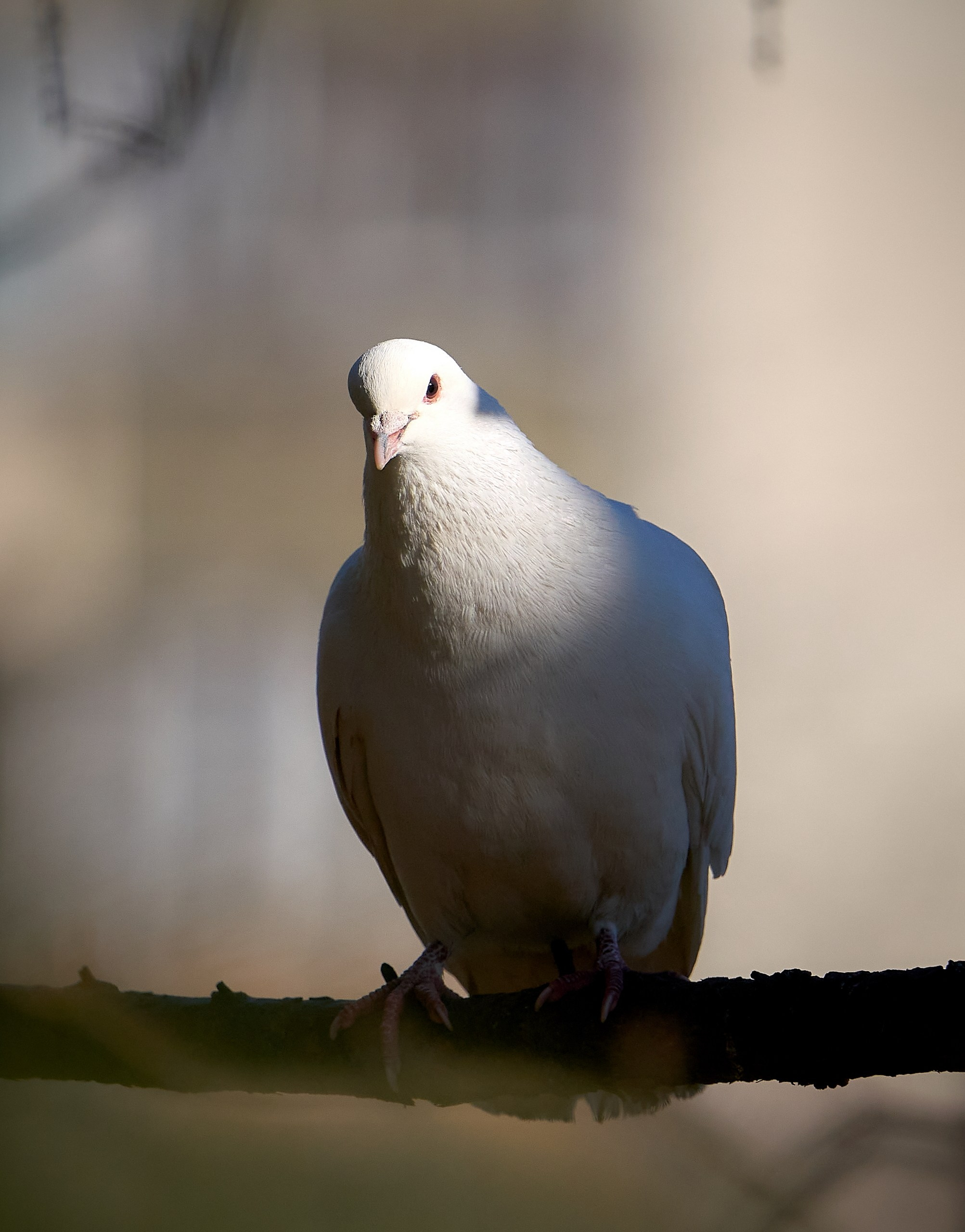 Фото птиц — галерея NATRIEL