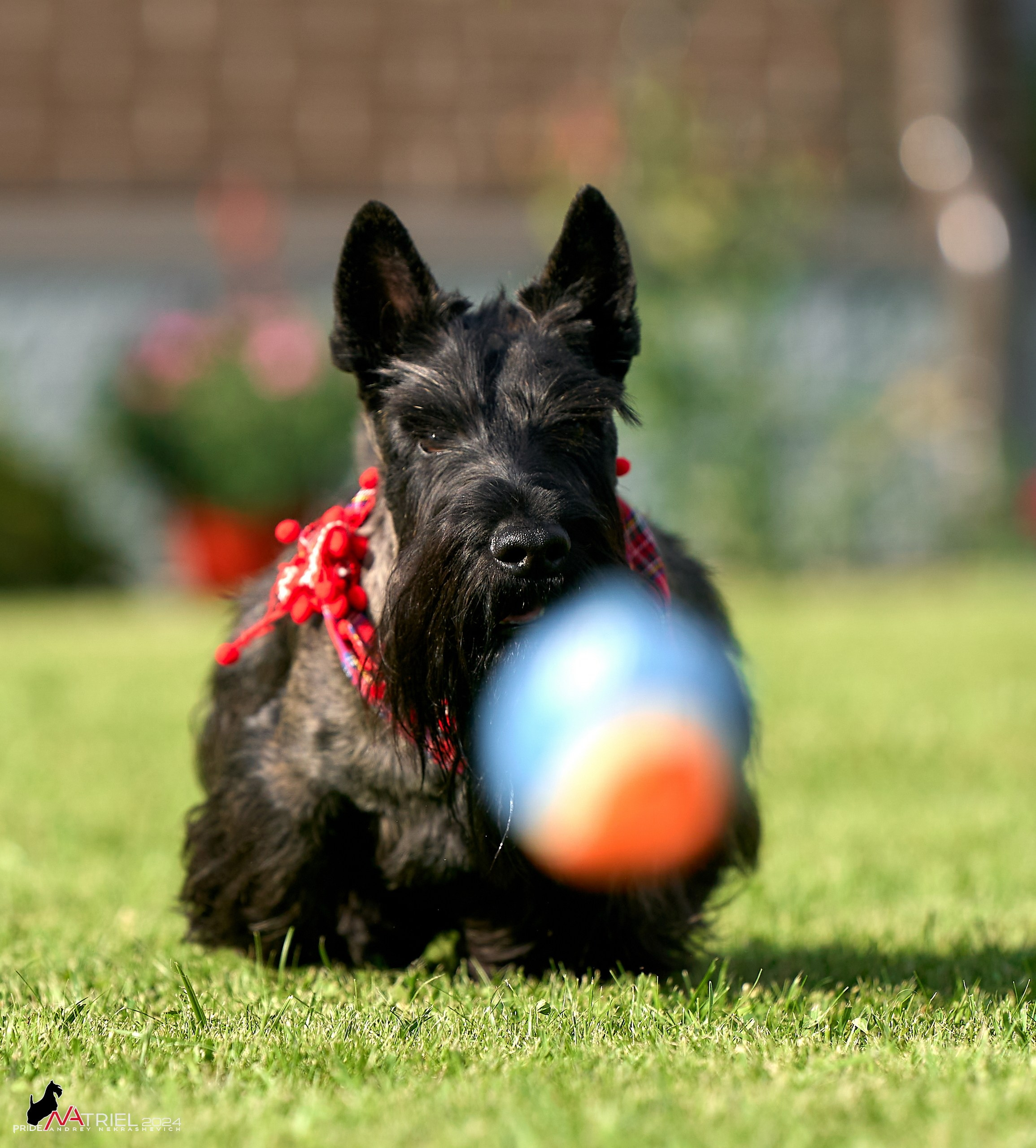 Скотчесемья «ИмпериалИти»