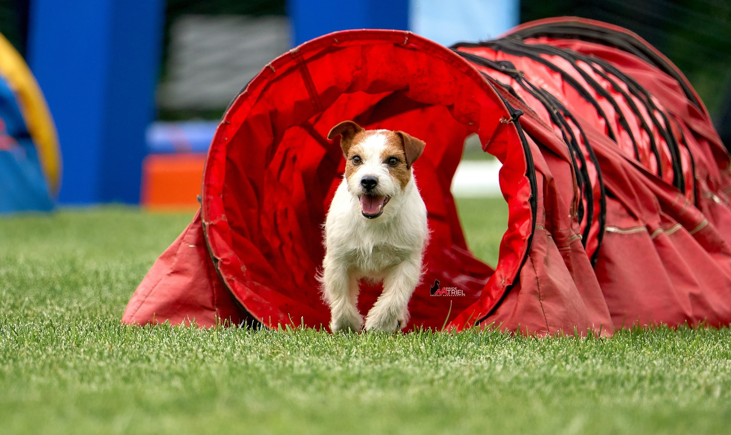 Аджилити — галерея NATRIEL