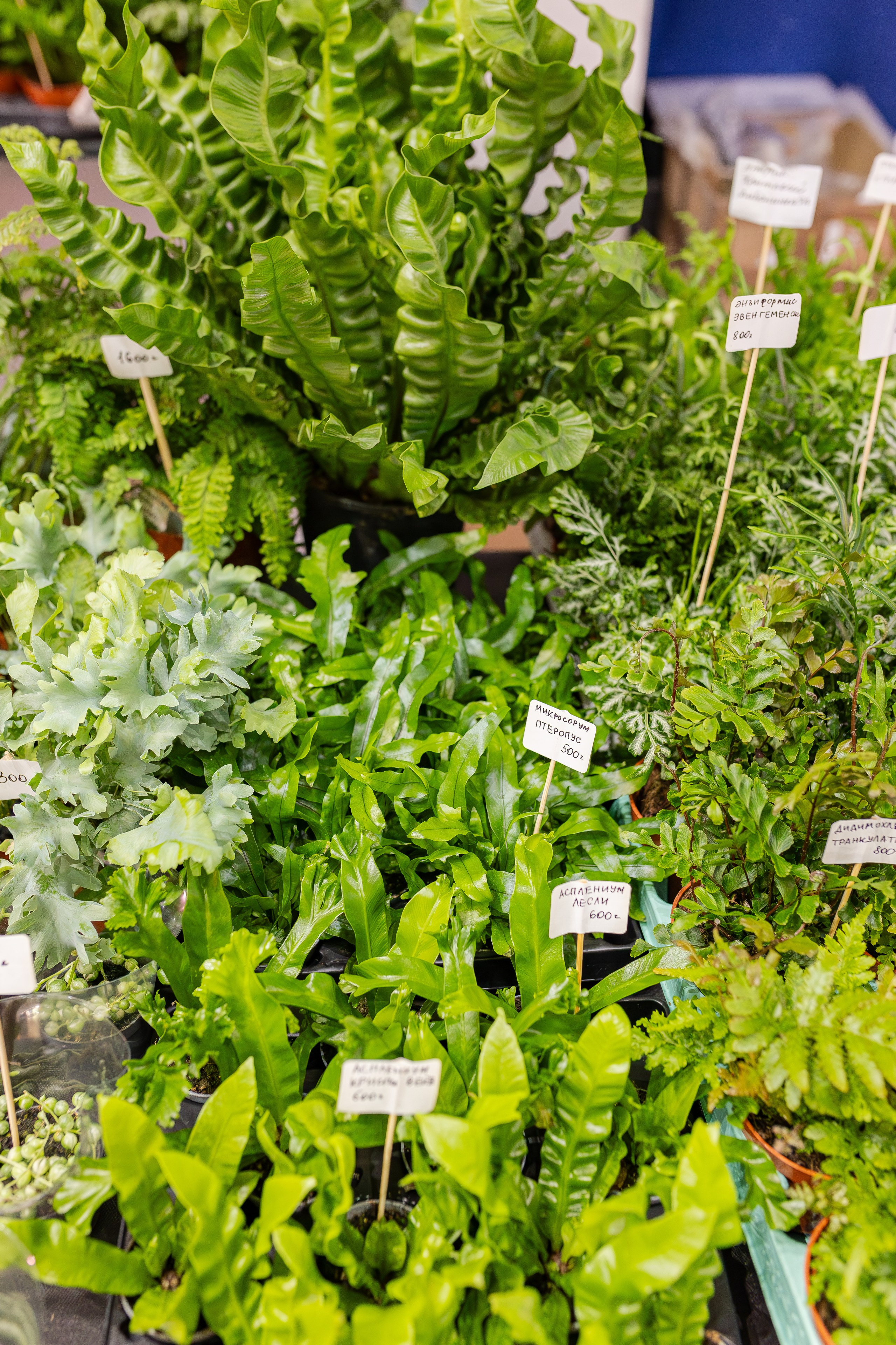 Монстериум апрель 2026. Александра Куликова фотограф, Москва