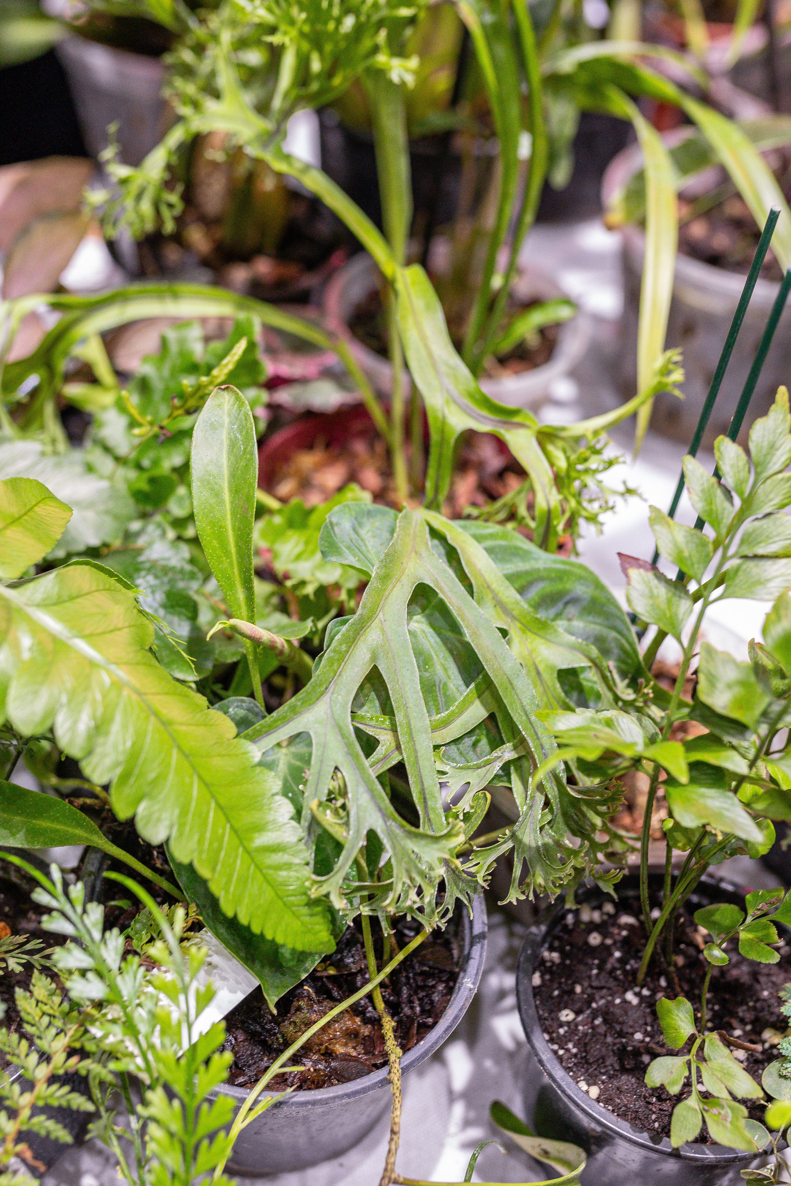 Орхидиум 12.2025. Александра Куликова фотограф, Москва