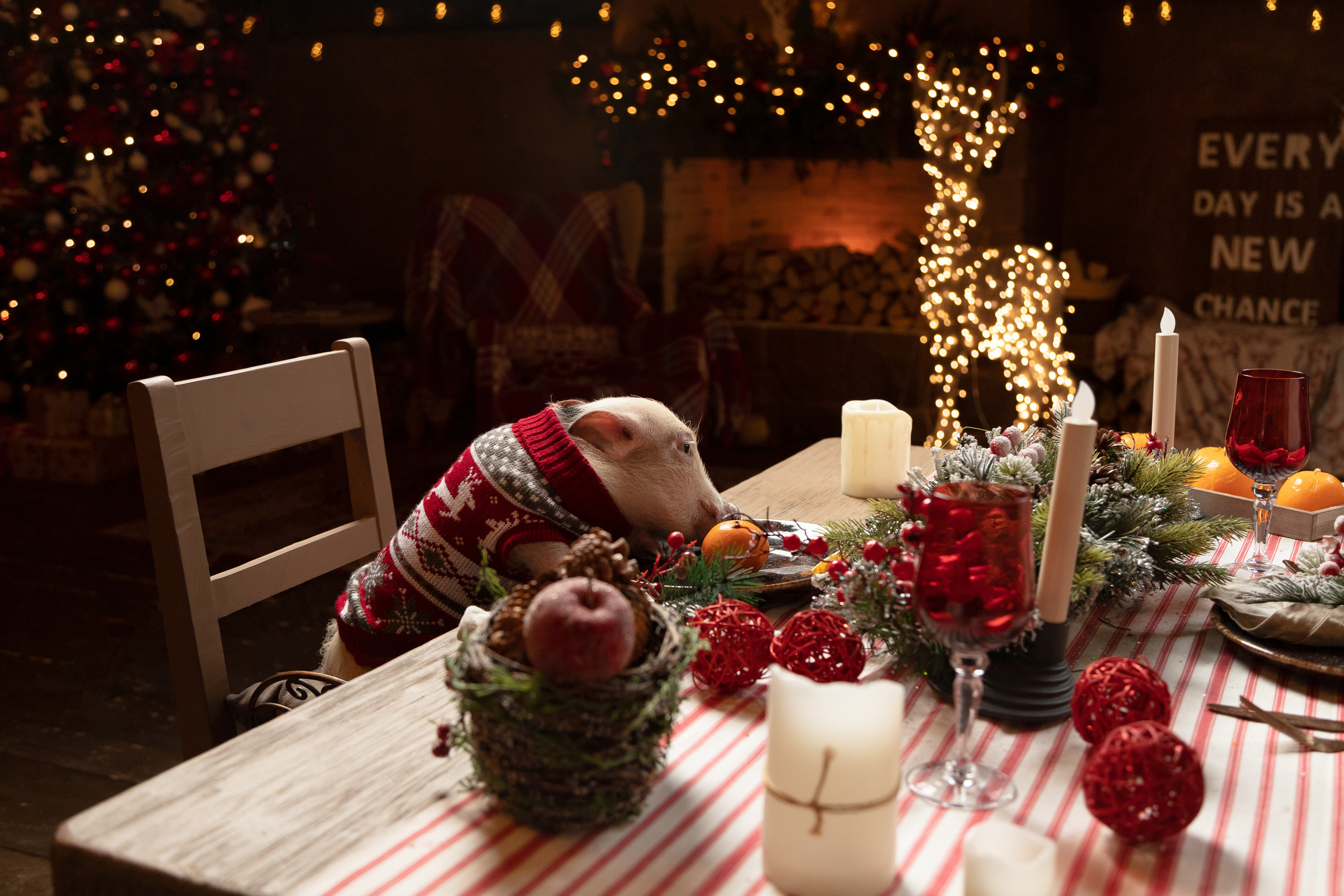 Джулия и Юлия. Новогодняя съёмка. Семейный и свадебный фотограф в Петербурге Евгения и Николай Шевчук