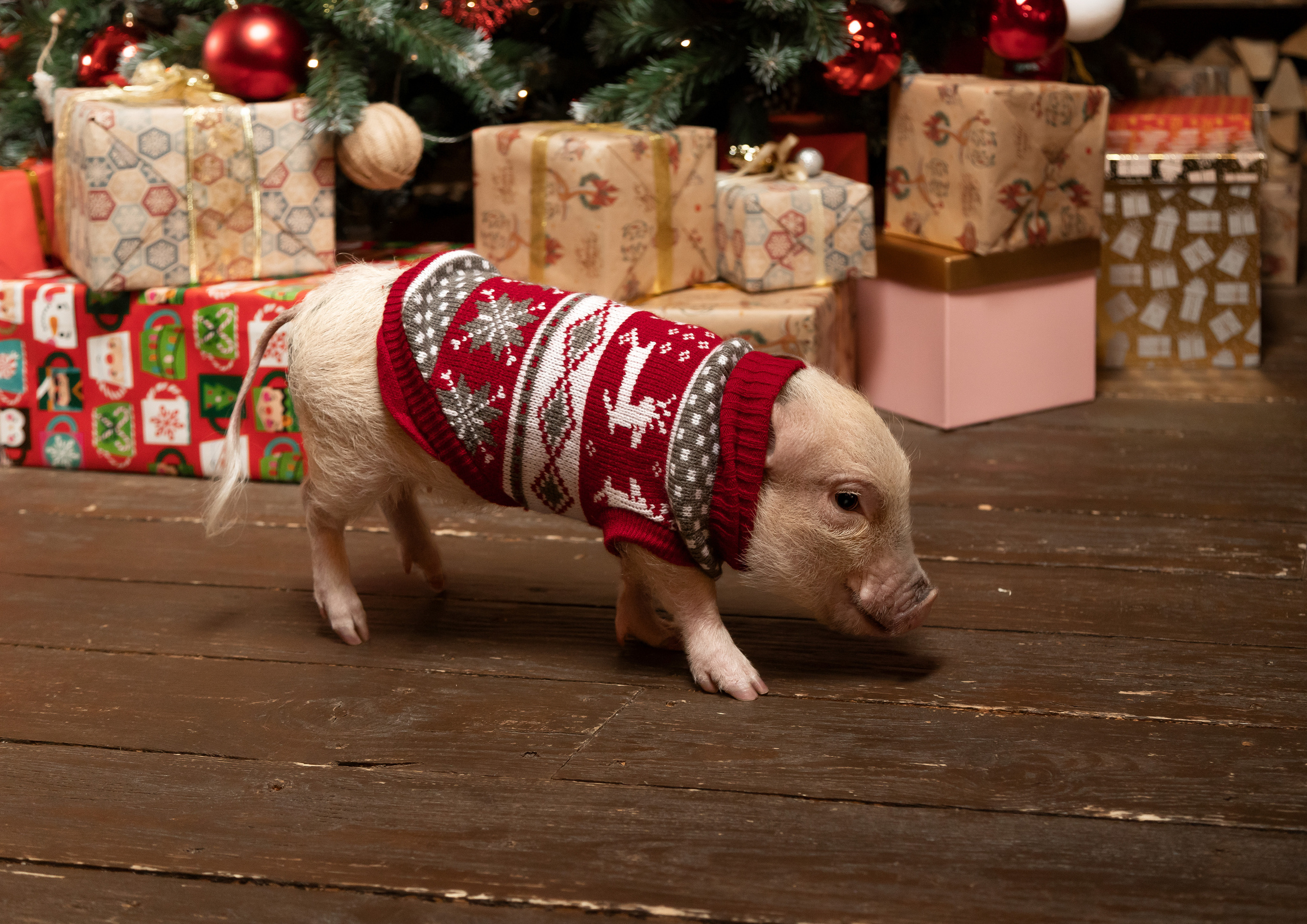 Джулия и Юлия. Новогодняя съёмка. Семейный и свадебный фотограф в Петербурге Евгения и Николай Шевчук