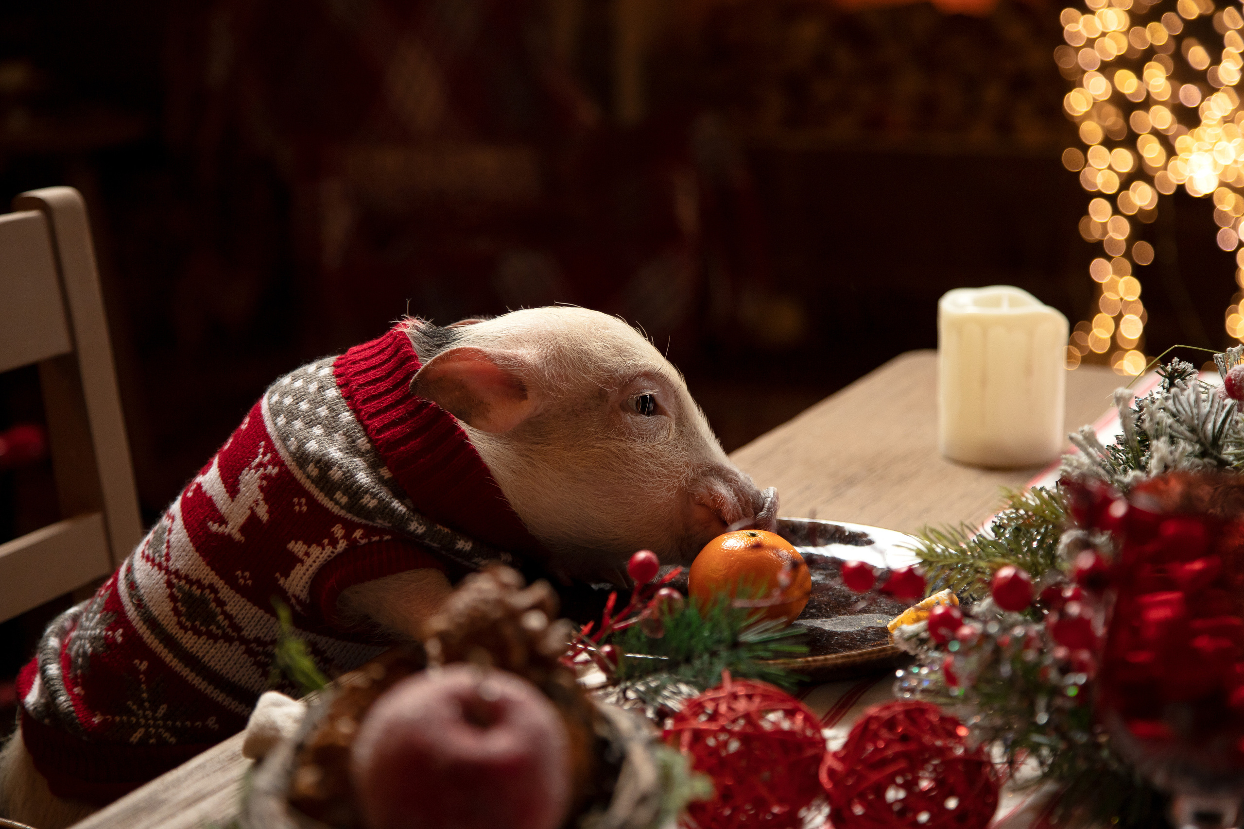 Джулия и Юлия. Новогодняя съёмка. Семейный и свадебный фотограф в Петербурге Евгения и Николай Шевчук